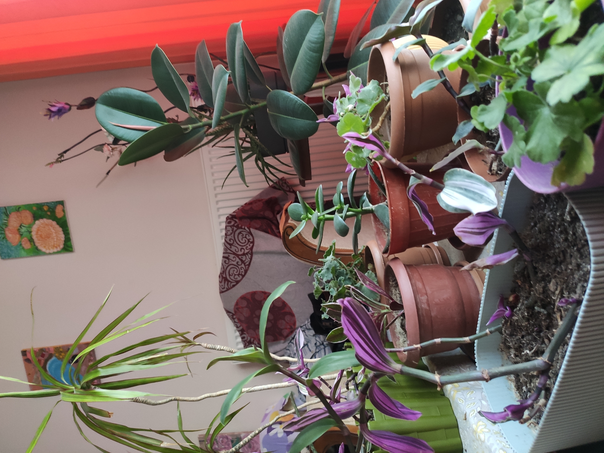 The image shows a collection of potted plants indoors, likely in an apartment in Etimesgut, Turkey. The plants are arranged on a surface, possibly a windowsill or table, with a radiator and a curtain visible in the background. The plants themselves vary in size and type, including what appears to be a Ficus elastica (rubber plant) with large, dark green leaves, a Dracaena with long, slender green leaves, and several smaller plants with purple and green foliage. The pots are made of various materials, including plastic and terracotta. The overall impression is of a domestic setting with a focus on houseplants.