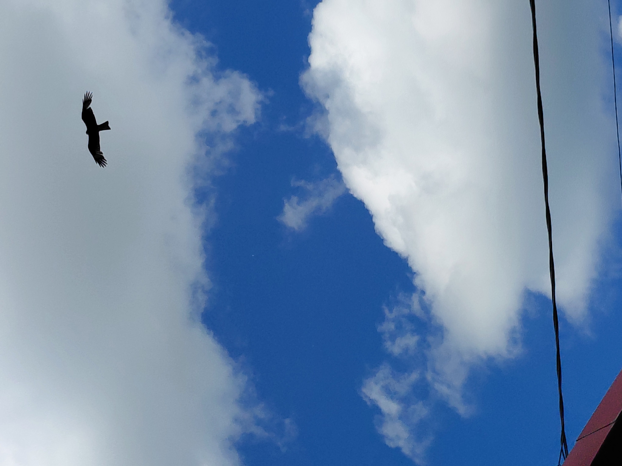 A silhouette of a bird in flight against a bright blue sky with scattered white clouds is visible. The bird, appearing to be a raptor, has its wings fully extended, with a forked tail. In the foreground, a thin black wire stretches horizontally across the lower portion of the frame, with a sliver of a red roof visible in the bottom left corner. The scene depicts an open sky with natural elements and man-made infrastructure. There is no indication of the location being Novosibirsk, Russia.