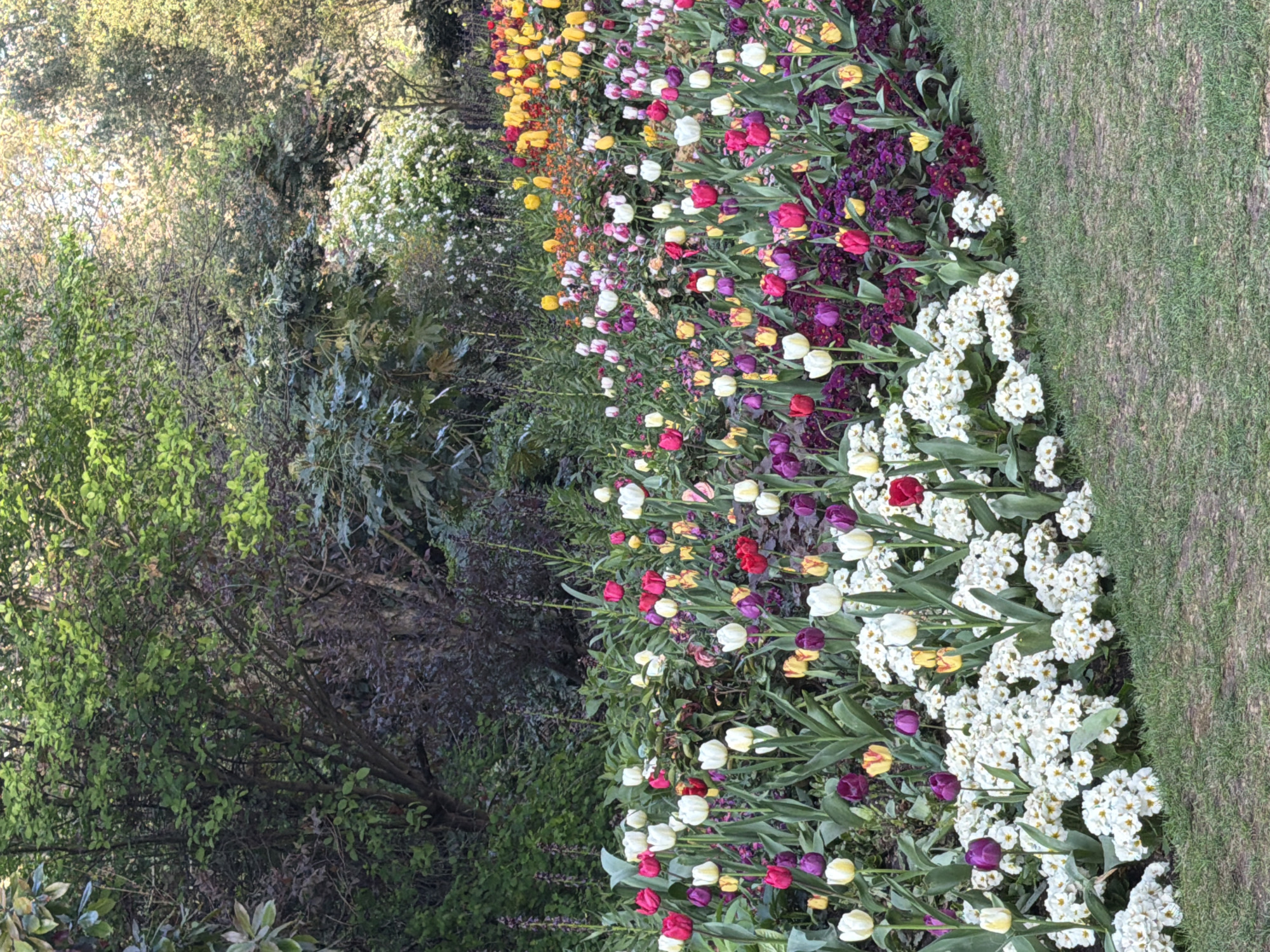 A garden in the city of London, United Kingdom, with a flower bed containing rows of tulips in various colors, including red, yellow, white, and purple. A patch of small white flowers runs along the edge of the flower bed next to a strip of grass. To the left of the flower bed is a green area with trees and other vegetation.