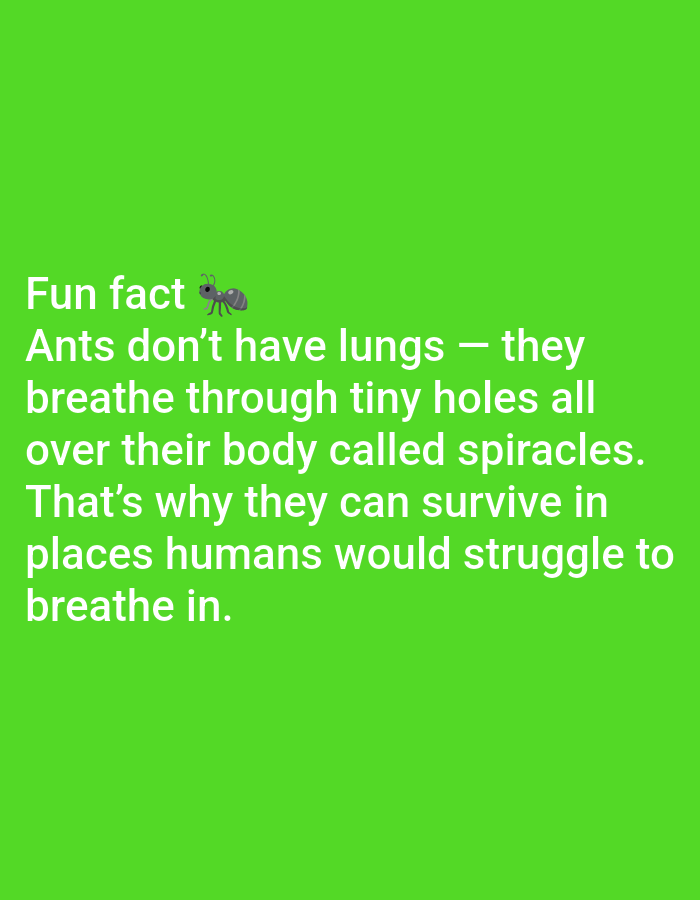 The image is a green background with white text and an ant emoji. The text reads: "Fun fact ๐ Ants don't have lungs - they breathe through tiny holes all over their body called spiracles. That's why they can survive in places humans would struggle to breathe in." There is no discernible location in Lagos, Nigeria, or any other city. The image is a static graphic with text and an emoji, and does not depict a scene or any actions.