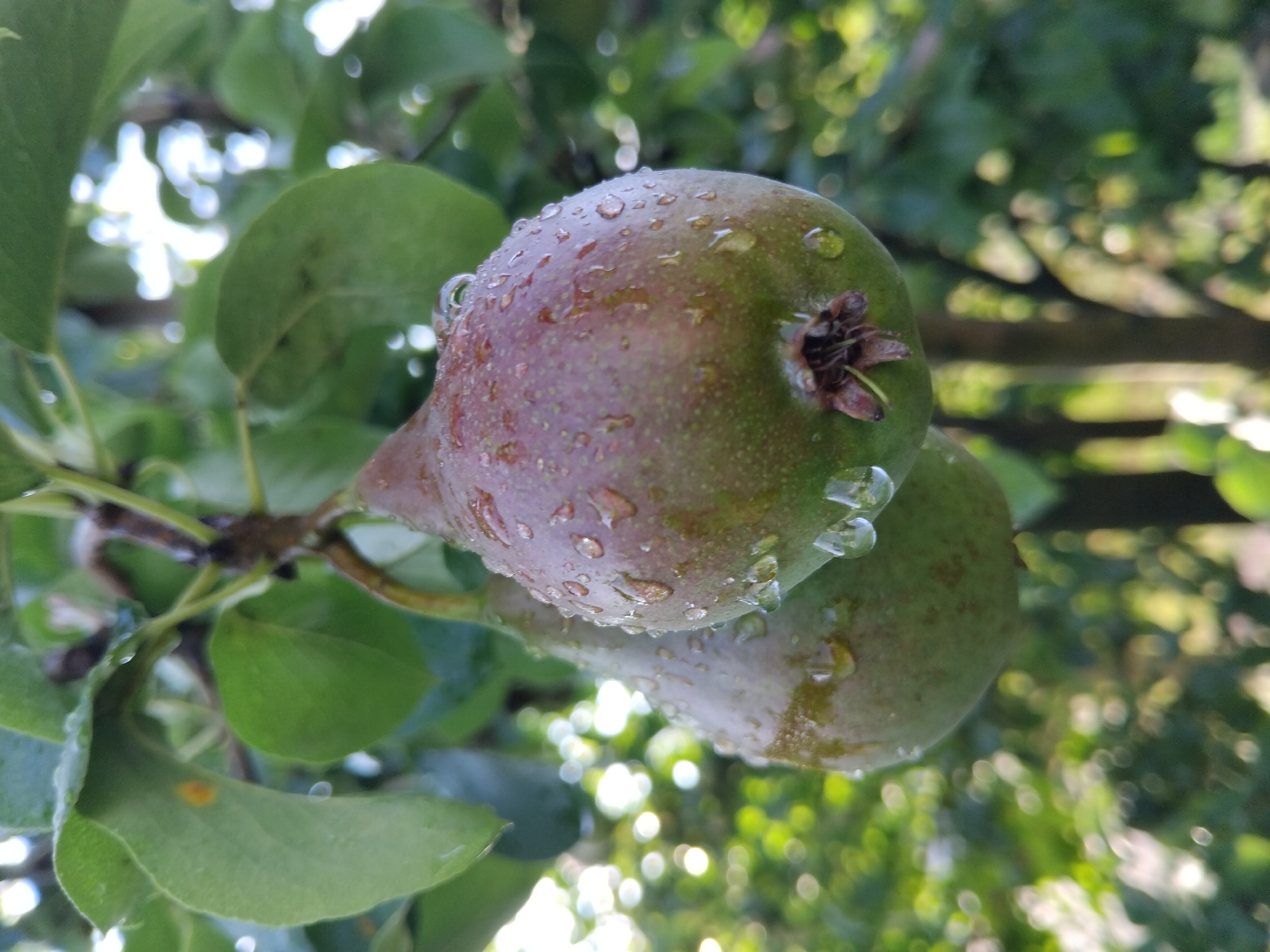 The image is a close-up, eye-level, vertical shot of two green pears hanging from a tree branch. The pears are covered in water droplets, suggesting recent rain. The background is softly blurred, showing green leaves and branches, with some bokeh effects from the sunlight filtering through. The scene is outdoors and appears to be a natural setting, likely a garden or orchard. There are no people present in the image. The focus is sharp on the pears and the water droplets, highlighting their texture and freshness. The lighting is natural and diffused. The location in Zhytomyr, Ukraine cannot be determined from the visual information provided in the image.