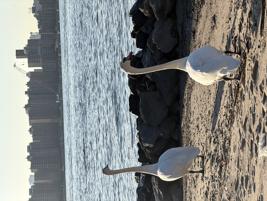 The image displays an urban waterfront scene in New York City, United States of America, likely along the East River. In the foreground, two large white swans stand on a sandy beach. The swan on the left faces towards the left side of the frame, presenting its back and left flank. The swan on the right faces away from the viewer, showing its back and tail feathers. Both swans have long necks, slender bodies, and dark beaks. Behind the swans, a line of dark grey rocks separates the beach from a body of water with visible surface ripples. Across the water, a dense skyline composed of numerous multi-story, dark-colored residential buildings dominates the background. A prominent red and white construction crane rises above the buildings on the far bank. The sky above the city is light and hazy. Small pieces of debris, including plastic and twigs, are visible on the sand in the immediate foreground.