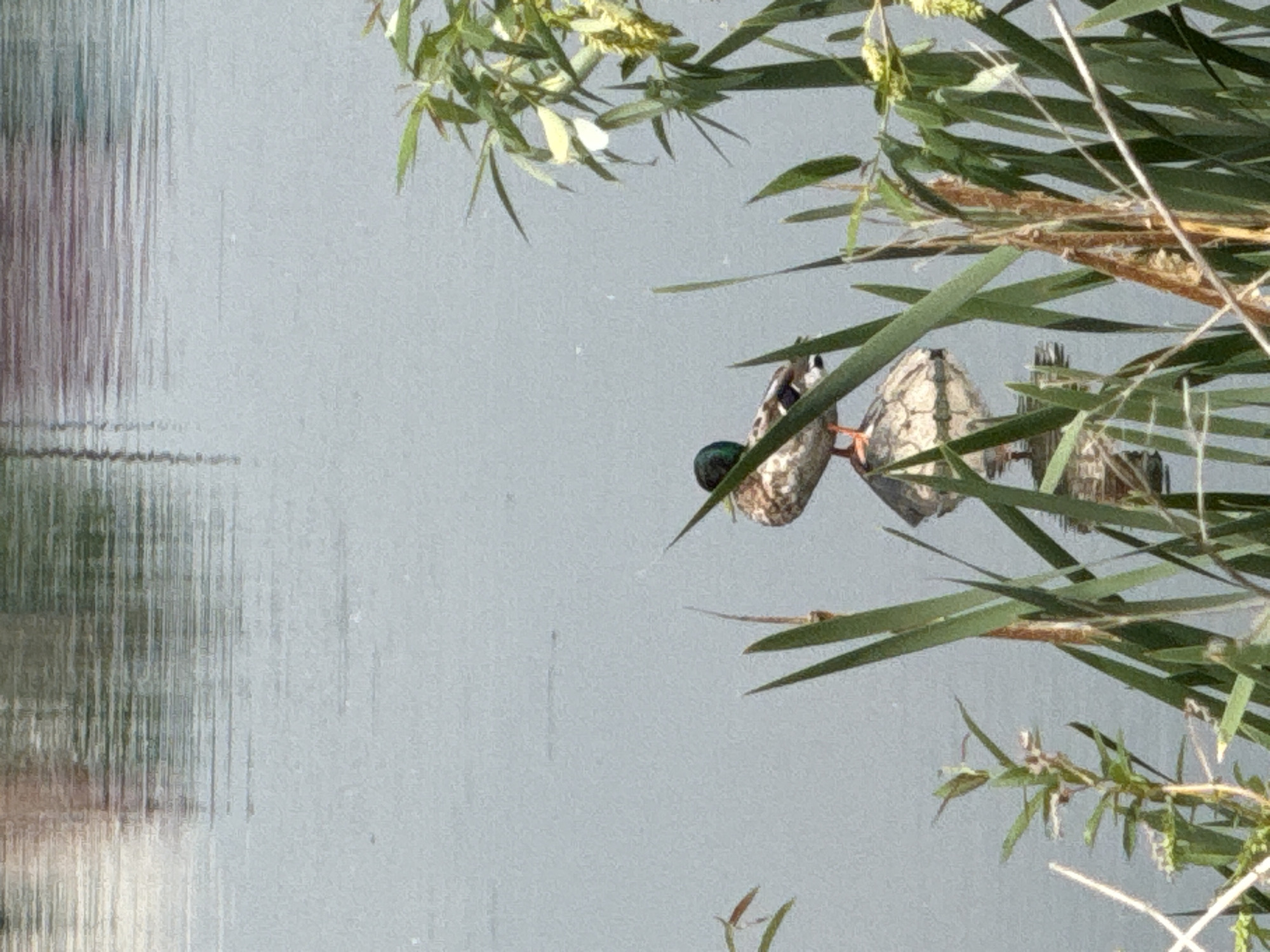 A male mallard duck stands on a rock in the water, surrounded by reeds. The duck has a green head and brown and white body feathers. Its orange feet are visible. The water is calm and reflects the muted colors of the sky and surrounding vegetation. The scene appears to be a natural setting, possibly a park or natural area, in the city of Minino, Russia. There are no people or any indication of human activity in the immediate vicinity. The overall atmosphere is serene and tranquil.