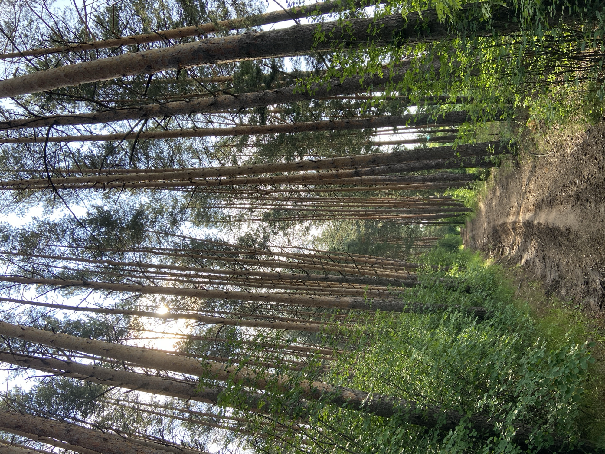 The image depicts a dirt road winding through a dense forest of tall pine trees. The sun shines through the canopy, creating dappled light on the road and surrounding undergrowth. The road is uneven and appears to be muddy in places, suggesting recent rain. Lush green foliage lines the sides of the path, with the trunks of the pine trees rising high into the sky. The overall impression is one of a natural, serene landscape. The location is identified as Votkinsk, Russia. There are no people or animals visible in the image.