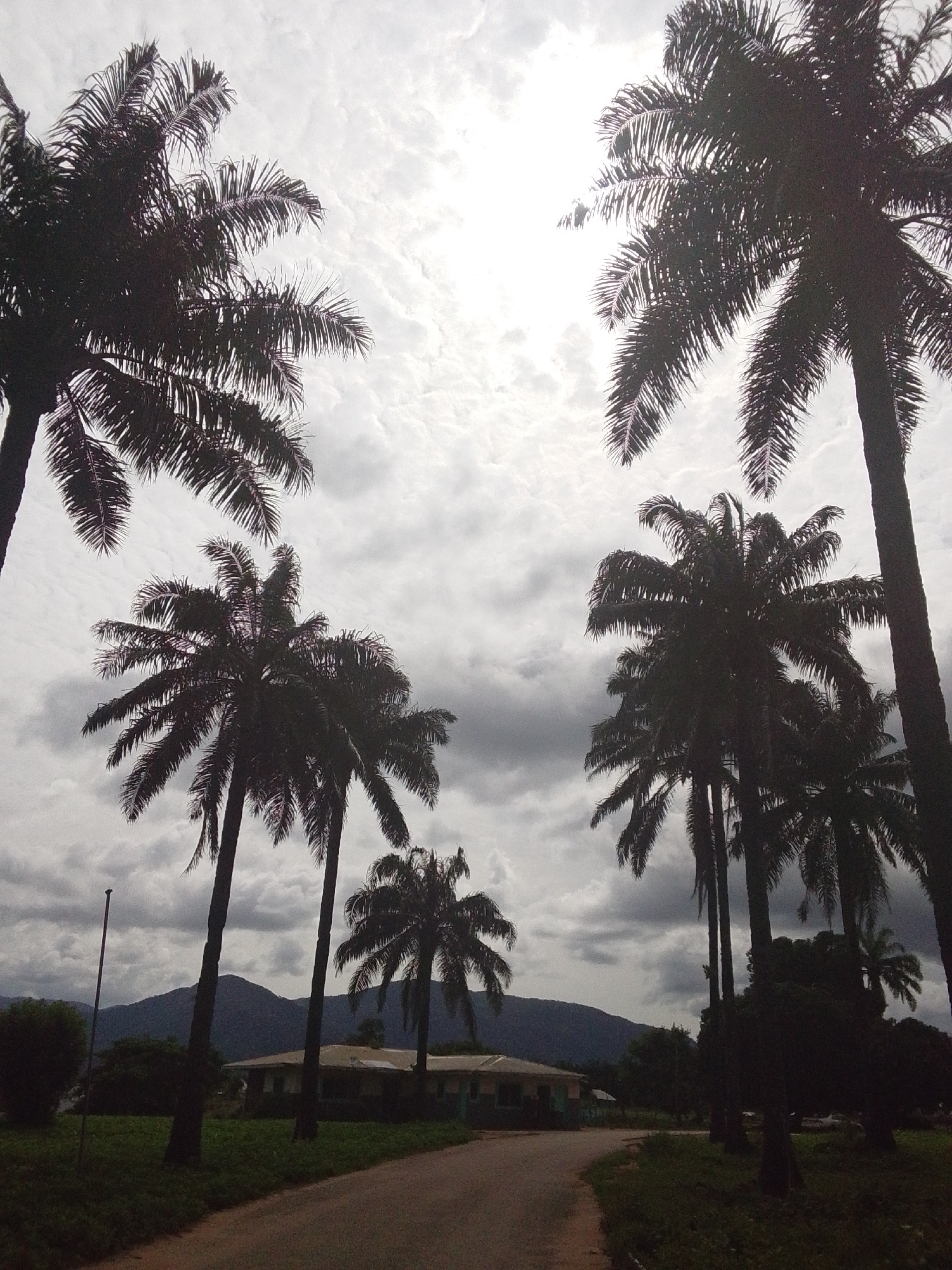 The image shows a view of a road leading towards a building, with several tall palm trees silhouetted against a cloudy sky. In the background, mountains are visible. The scene is an outdoor environment, possibly a rural or semi-rural area, given the presence of a building and natural landscape. The lighting suggests it is daytime, but the overcast sky creates a diffused light. There are no people visible in the image. The road appears to be paved, and there is grass and some vegetation on either side. The overall impression is one of a tranquil, natural setting.
