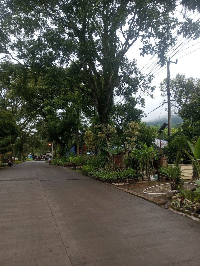 A street lined with lush greenery and tall trees creates a tranquil setting. A mountain is visible in the distance, partially obscured by mist. Utility poles and power lines run along the road. The paved road is wet, suggesting recent rain. The scene is captured on an overcast day, with a soft, diffused light. Plants and small gardens are nestled alongside the buildings, adding to the natural ambiance.