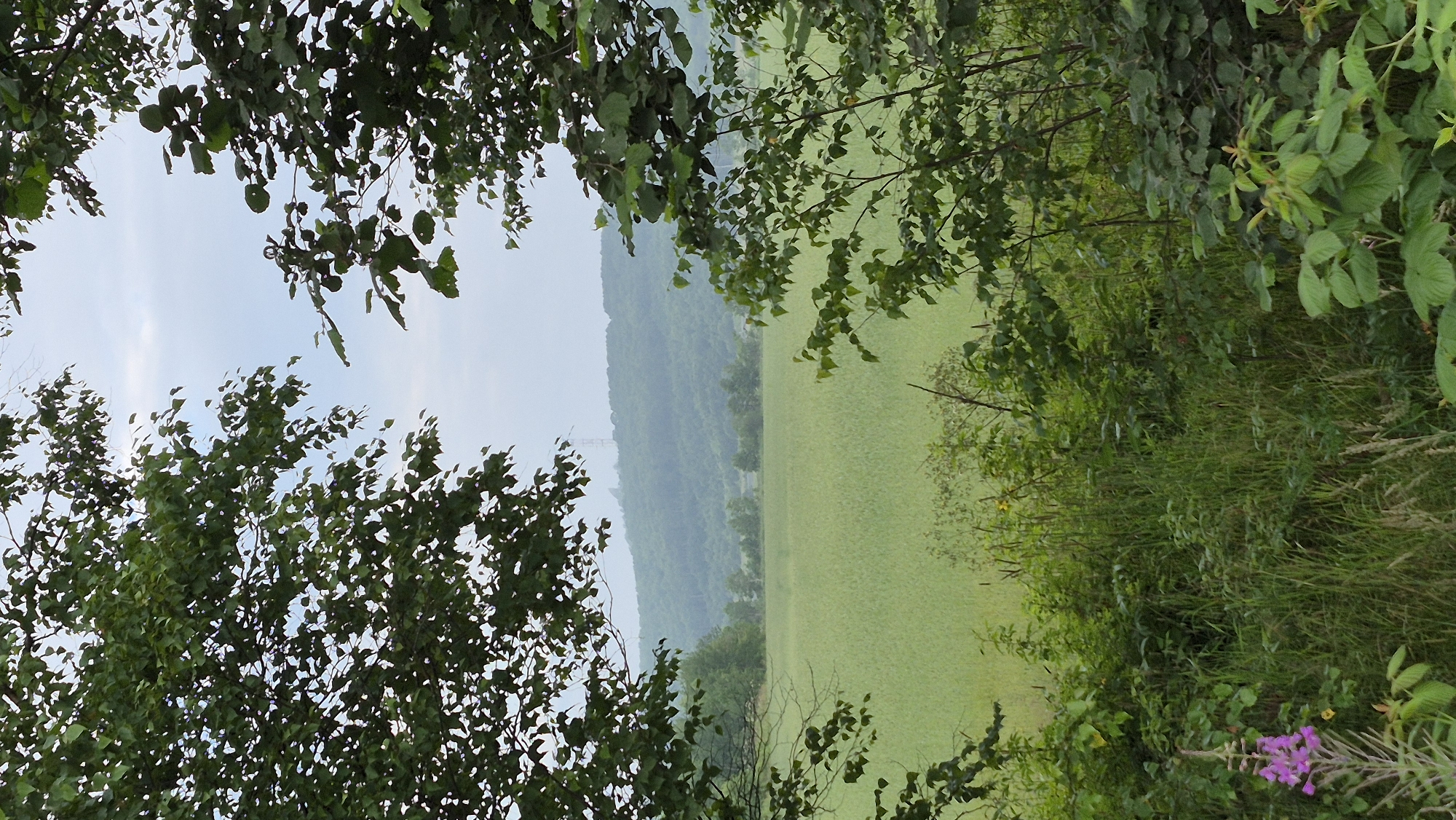 The image is a vertical, medium-shot photograph of a landscape seen through a frame of trees. In the foreground, lush green foliage and tall grass dominate, with a single stalk of purple flower on the left side. The middle ground features a wide, flat expanse of a light green field, possibly crops. Beyond the field, a series of rolling, tree-covered hills recede into the distance. A faint, thin structure, possibly a tower or communication mast, is visible atop the furthest hill. The sky above is overcast and pale. The scene appears to be a rural or semi-rural setting, with no people or human activity depicted. The image is not specific to Yuzhno-Sakhalinsk, Russia; it depicts a generic natural landscape.
