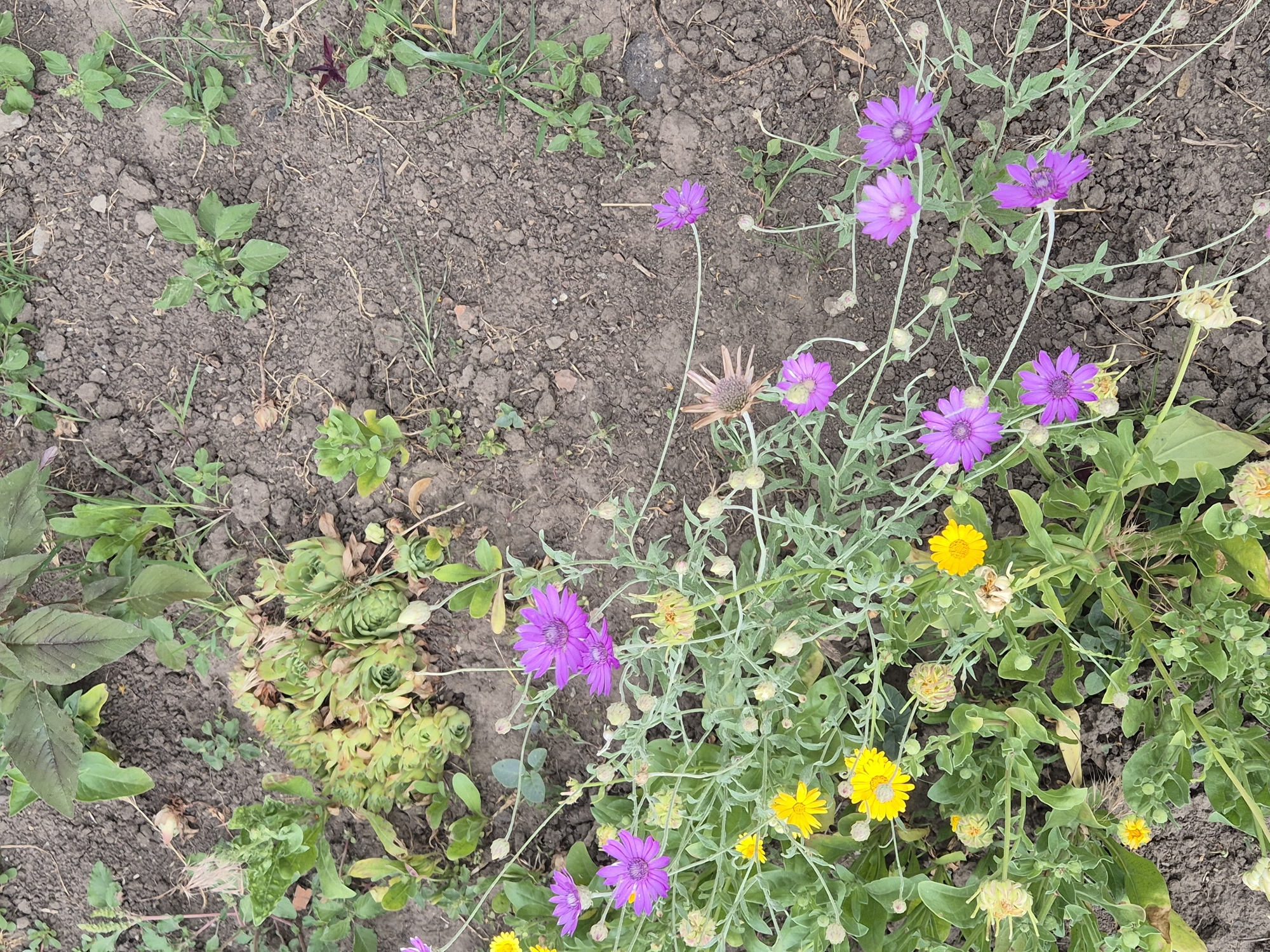 The image shows a patch of soil in an outdoor environment, likely a garden. Various plants are growing in the soil, including several with vibrant purple daisy-like flowers and smaller yellow flowers. There are also some succulent-like plants with green leaves clustered together, and other types of greenery. The soil appears dry and somewhat uneven. The scene suggests a natural setting within a populated area, consistent with a garden in the village of Sozonivka, Ukraine. There are no people visible in the image.