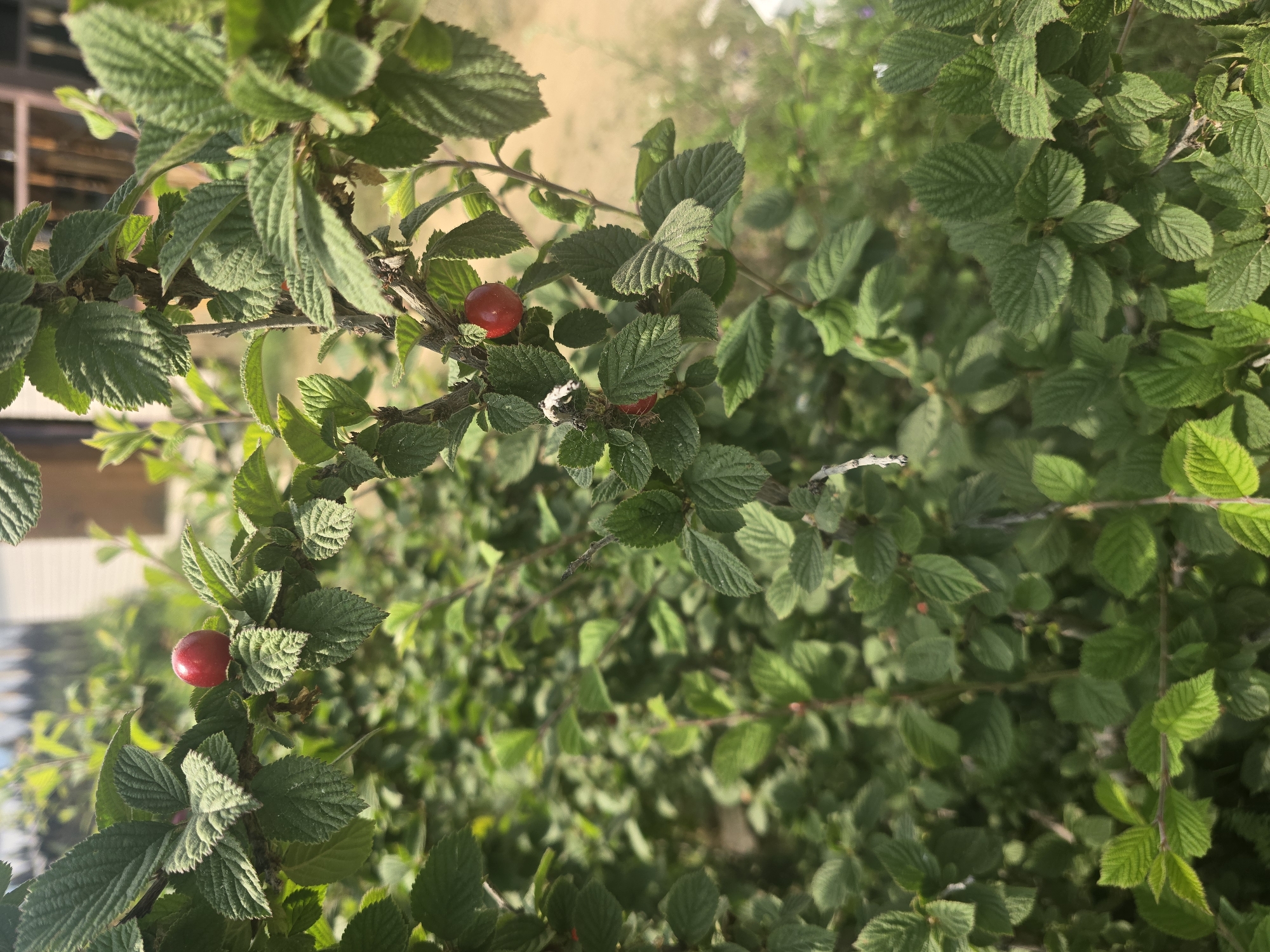 A close-up shot of a bush with bright green leaves and several small, round, red fruits. The bush is dense with foliage, and some branches are visible. In the background, out of focus, are hints of a building and a sandy or dirt ground. The lighting suggests it is daytime.