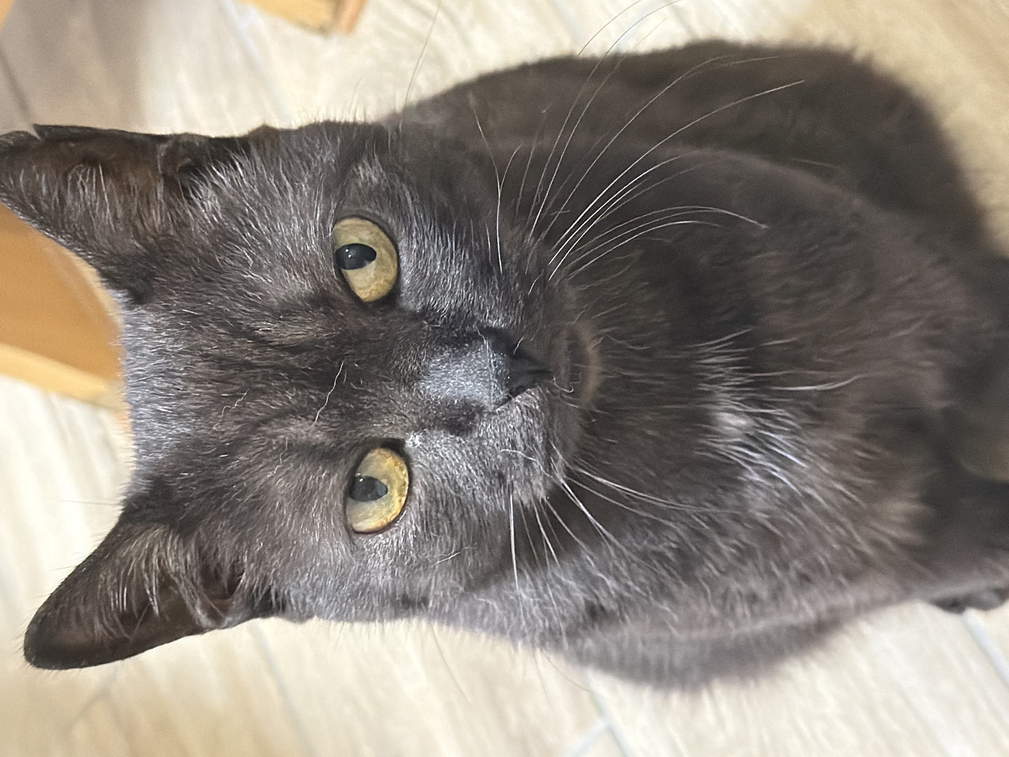 The image shows a close-up, head-on view of a dark grey cat sitting on a light-colored floor. The cat has large, yellow eyes with black pupils and prominent white whiskers. Its ears are pointed and stand upright. The background is blurred and appears to be an indoor environment with wooden furniture. There is no indication of the city of Mikhaylovsk, Russia, or any other specific location. The image captures a still moment of the cat looking directly at the camera.