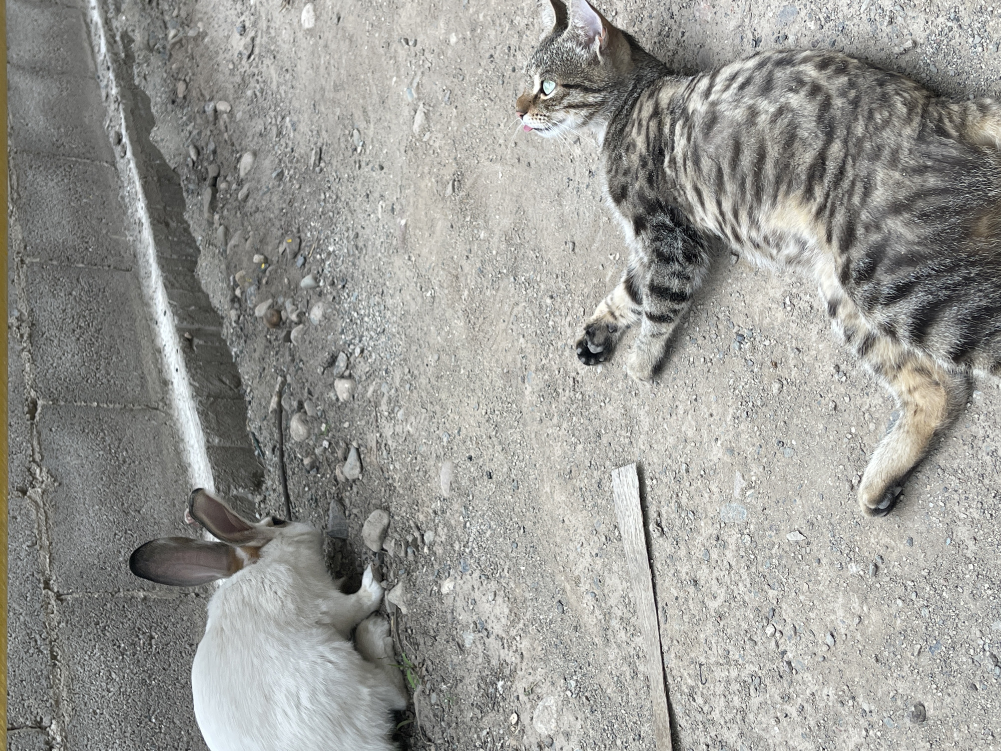 A white rabbit sits on the ground, looking to the left, next to a grey brick wall. A tabby cat lies on its back in the foreground, looking up and to the right. The ground is dirt and gravel, with some small rocks and a piece of wood. The scene appears to be outdoors, possibly in a yard or alleyway in Bishkek, Kyrgyzstan.