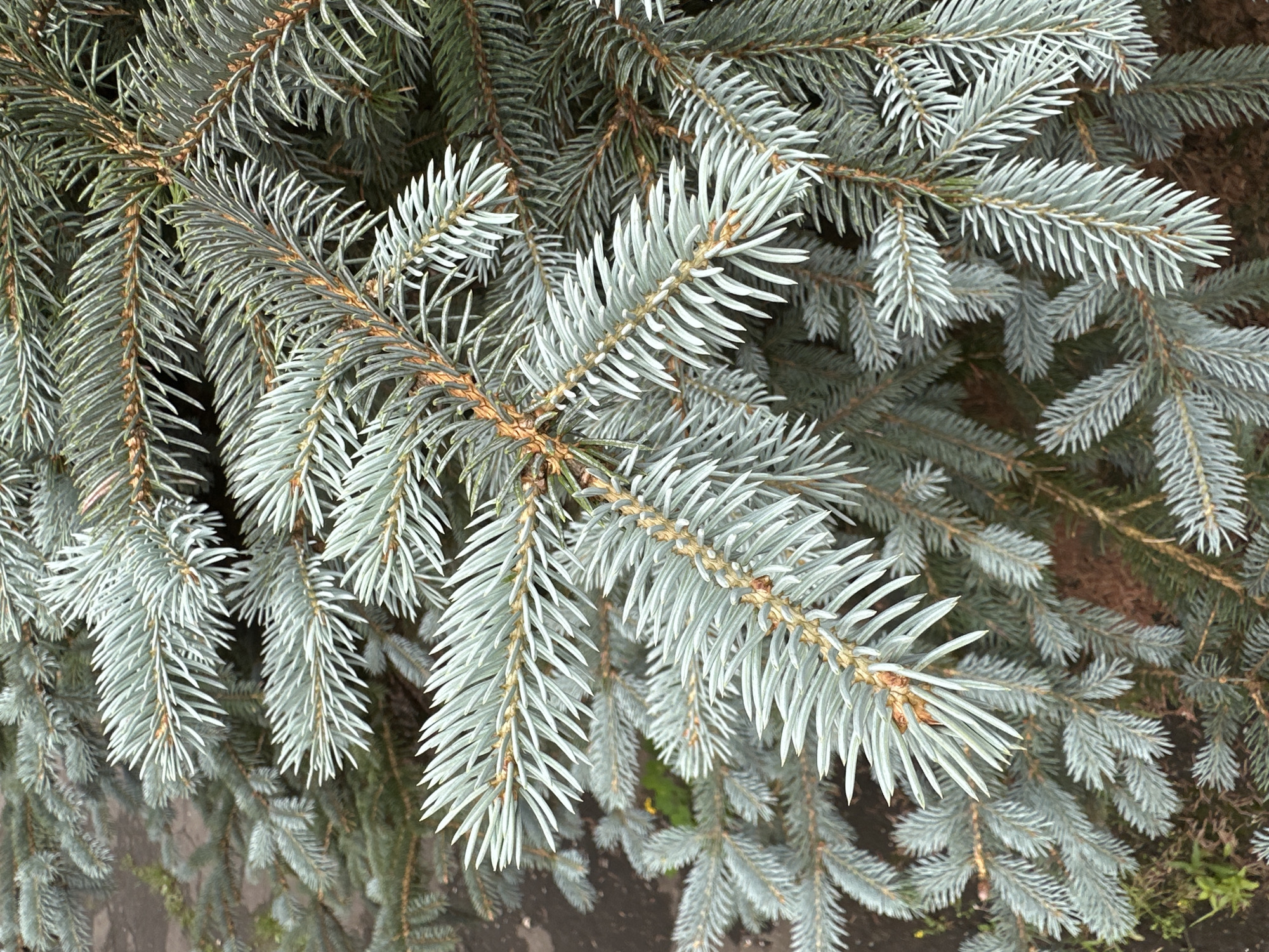 The image is a close-up, eye-level, outdoor, full-frame shot of a blue spruce tree's branches. The needles are a silvery-blue and appear dense. The branches are a light brown and extend horizontally and diagonally across the frame. The background consists of dark soil and some blurred green foliage. There are no people, animals, or discernible structures visible. The scene appears to be in a natural setting.