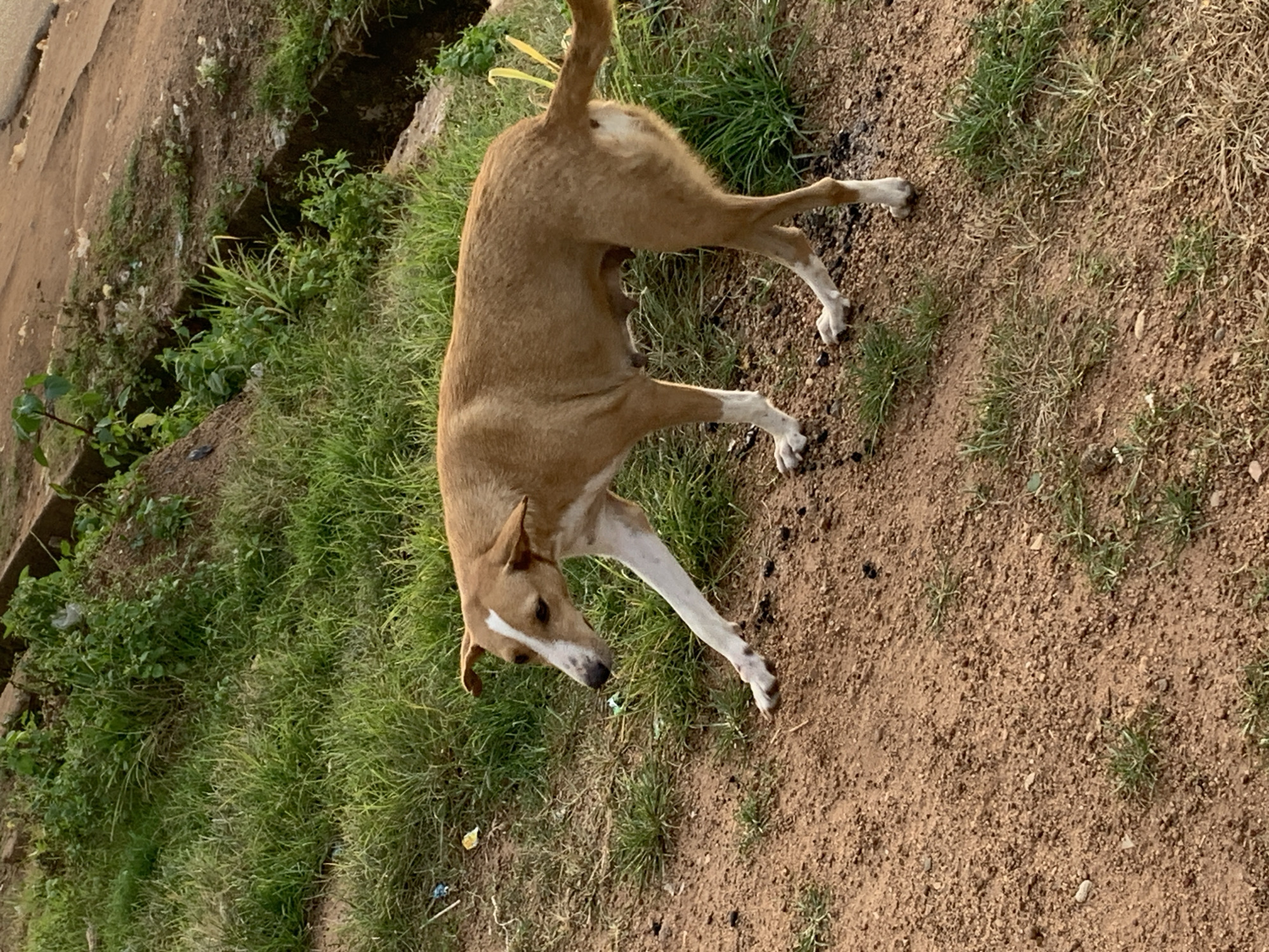 The image depicts a medium-sized, light brown dog with white markings on its face and legs, standing on a dirt and grass-covered slope. The dog is facing left and appears to be in motion, with its front left leg extended. The background shows a densely vegetated area with green grass and some scrubby bushes, possibly indicating an unkempt or natural environment. Further back, a concrete structure and a dirt path are visible, suggesting an urban or semi-urban setting. The lighting suggests it is daytime, possibly late afternoon, due to the shadows. The scene is consistent with an outdoor environment in a place like Barikin Sabon Gidan Kanat, Nigeria, characterized by a mix of natural vegetation and human-made structures.