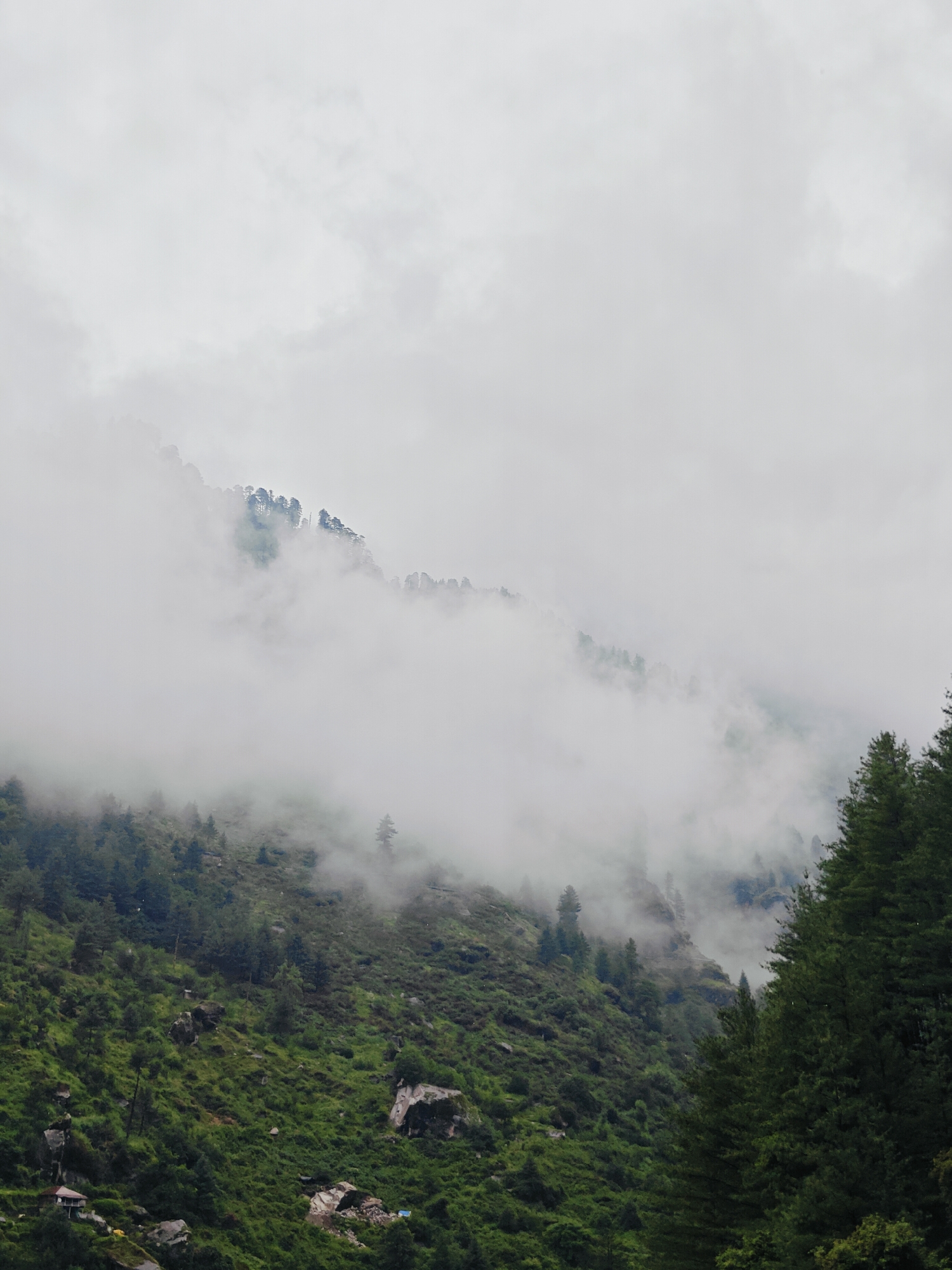 A low-angle, vertical, full shot captures a misty, mountainous landscape in Prini, India. The scene is dominated by lush green slopes dotted with trees and rocks, shrouded in thick white fog that obscures the upper reaches of the mountains. A few scattered, dark-colored trees, likely pines, stand out against the vibrant green of the foliage. In the lower left of the frame, a small, white structure, possibly a dwelling or shed, is visible nestled on the hillside. The sky above is overcast and a uniform gray, contributing to the diffused light and moody atmosphere.