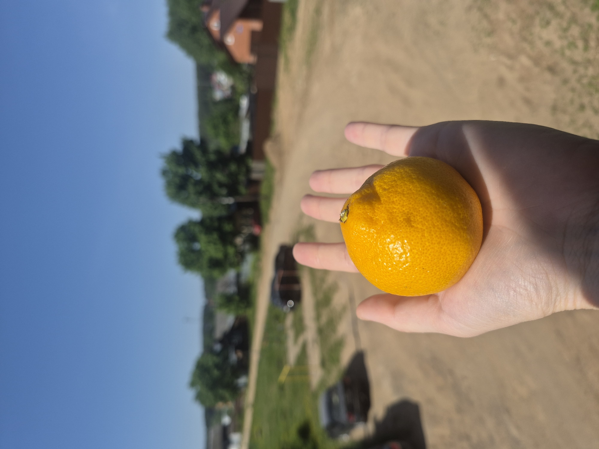 A right human hand holds an orange in a sunlit, outdoor setting. The background includes trees, buildings, a blue sky, and a dirt road. The location is unknown.