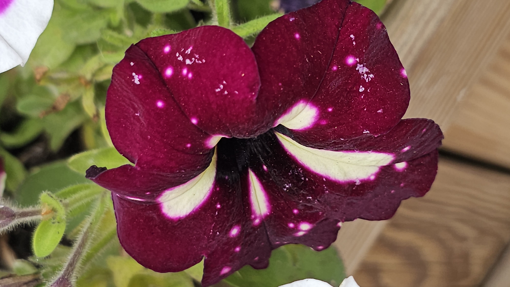 A close-up, eye-level, vertical shot captures a deep burgundy petunia flower with white markings and scattered pinkish-white speckles. The flower's petals are curved and velvety, with a dark center. The background is softly blurred, showing green foliage and a hint of a wooden surface. This image was taken in Minsk, Belarus.