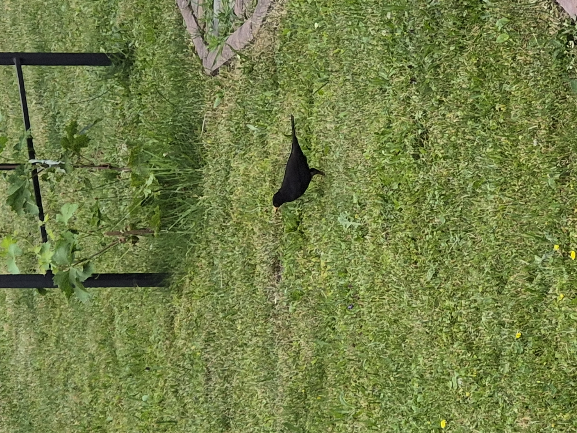 A black bird with an orange beak stands on a patchy green lawn. The bird is facing left. In the background, a thin black metal pole supports a green leafy vine. A decorative stone border is visible to the right of the bird. The scene appears to be outdoors in a grassy area.