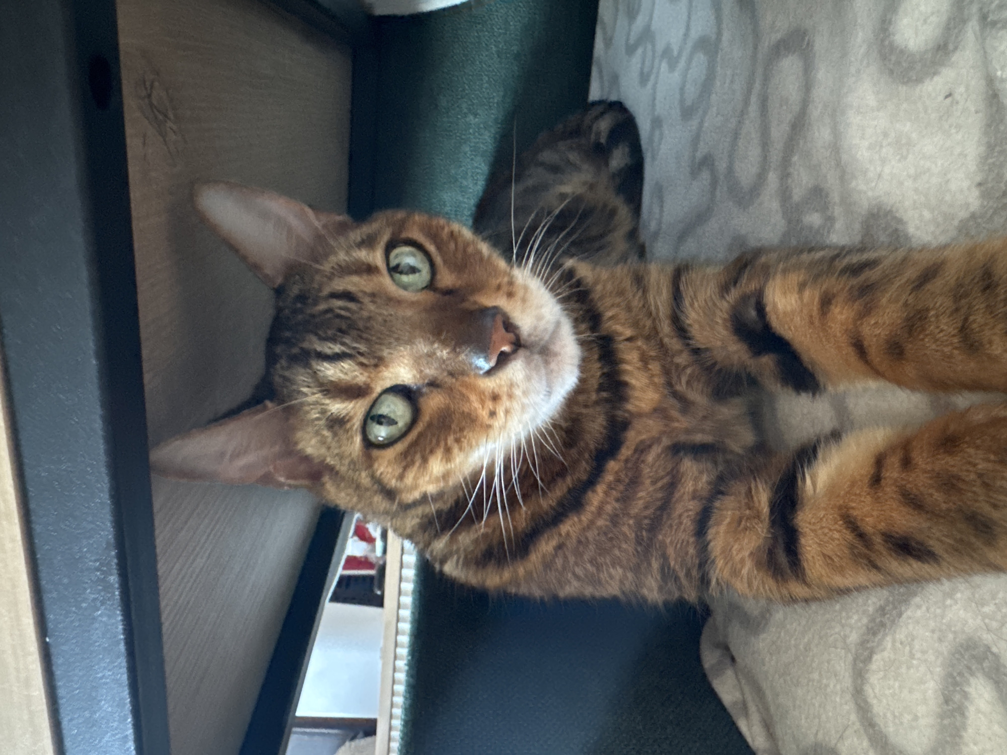 A brown tabby cat with green eyes is lying on a light-colored blanket. The cat is facing the camera and has its head tilted. Its fur is striped with dark brown and black markings. The cat's whiskers are long and white. In the background, there is a dark surface and a shelf with some items on it. The lighting suggests it could be daytime. The cat appears to be relaxed and curious.
