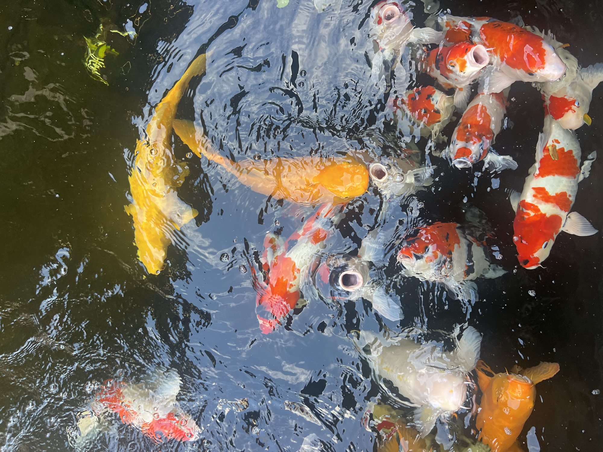 A group of koi fish are swimming in a pond in Ubud District, Indonesia. The koi are a variety of colors, including white, red, orange, and yellow. They are gathered near the surface of the water, and some of them have their mouths open, suggesting they may be feeding. The water is dark and rippled.