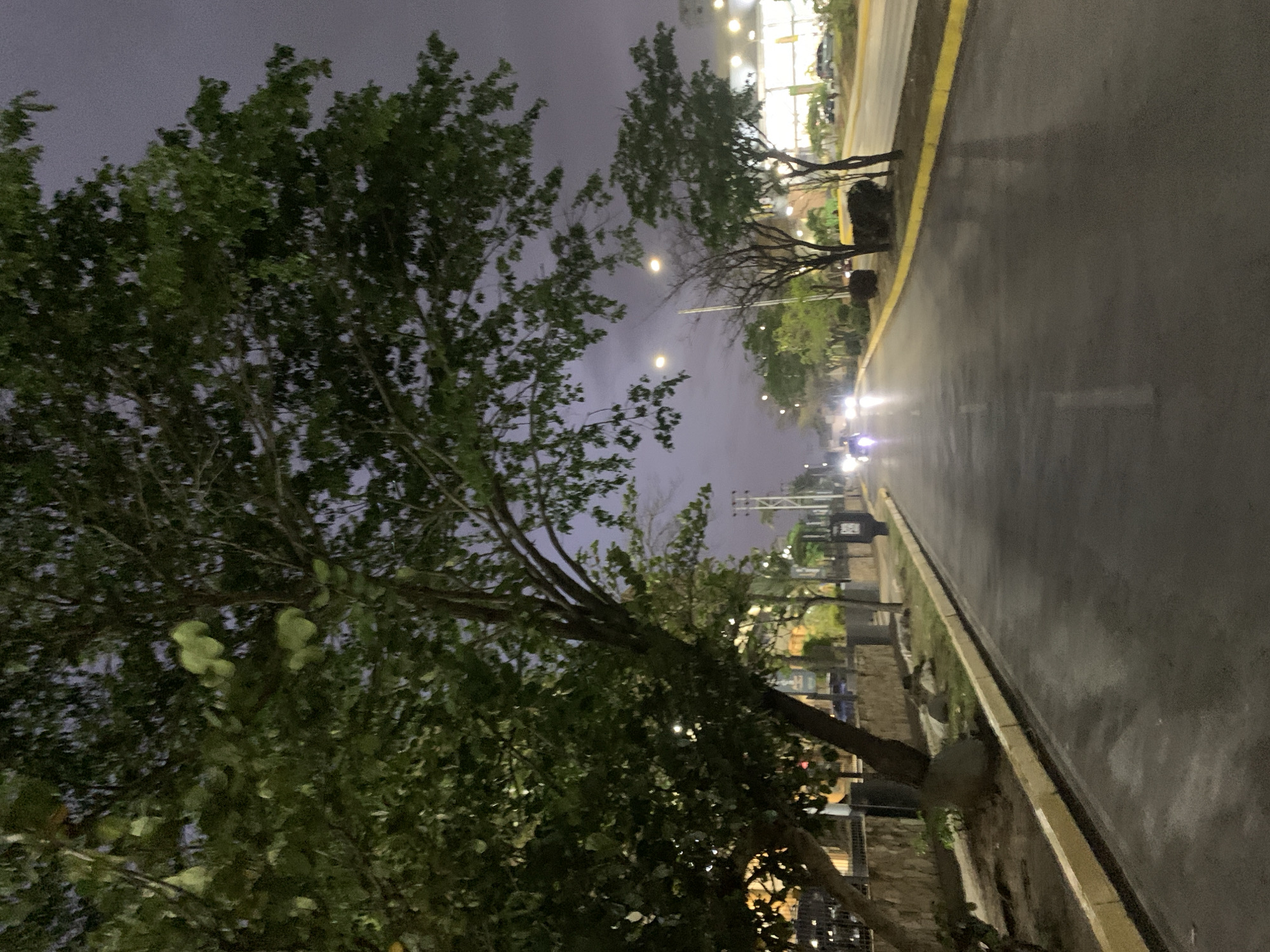 This media file presents a nocturnal street scene in Pampatar, Venezuela, characterized by a wet asphalt road, suggesting recent rainfall or high humidity. The sky is dark and overcast, providing a dim backdrop for the artificial lighting.
On the left side and extending across the top of the frame, several trees with dense, dark green foliage dominate, their branches stretching against the twilight sky. These trees appear vibrant despite the low light conditions.
The road, prominent on the right, is dark and reflective, mirroring the various light sources in the scene. A bright yellow curb clearly defines the edge of the asphalt, separating it from a narrower strip of ground with smaller trees and sparse vegetation.
In the mid-ground, scattered bright lights, likely streetlights or distant building illuminations, punctuate the darkness. Further down the road, the distinct headlights of at least two vehicles are visible, indicating either moving traffic or parked cars with their lights on. To the far right, beyond the line of trees, intensely bright, illuminated sections of buildings or commercial establishments can be seen, hinting at urban activity.
No individuals are visibly present in the image, contributing to a quiet, contemplative atmosphere. There is no discernible text anywhere within the frame. The overall impression is a serene yet somewhat melancholic evening street view, defined by the interplay of natural elements and artificial lights on a damp surface.