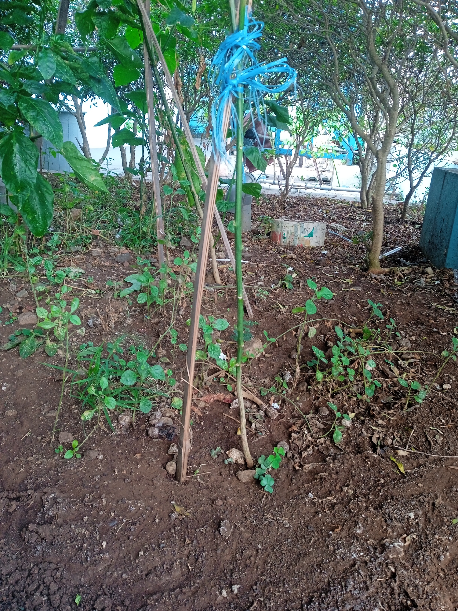 The image depicts an outdoor scene in what appears to be a garden or unkempt yard, likely located in Semarang, Indonesia. In the foreground, a young plant is supported by two wooden stakes and tied with blue plastic string. The ground is covered in brown soil, scattered leaves, and small stones. Several other small green plants are growing around the main subject. In the background, there are several trees with thin trunks and branches, and foliage. Further in the distance, there are glimpses of what appear to be structures, possibly buildings or fences, painted in light blue. A weathered concrete object with some colorful markings is also visible on the ground. The overall environment suggests a natural, possibly slightly neglected, outdoor space.