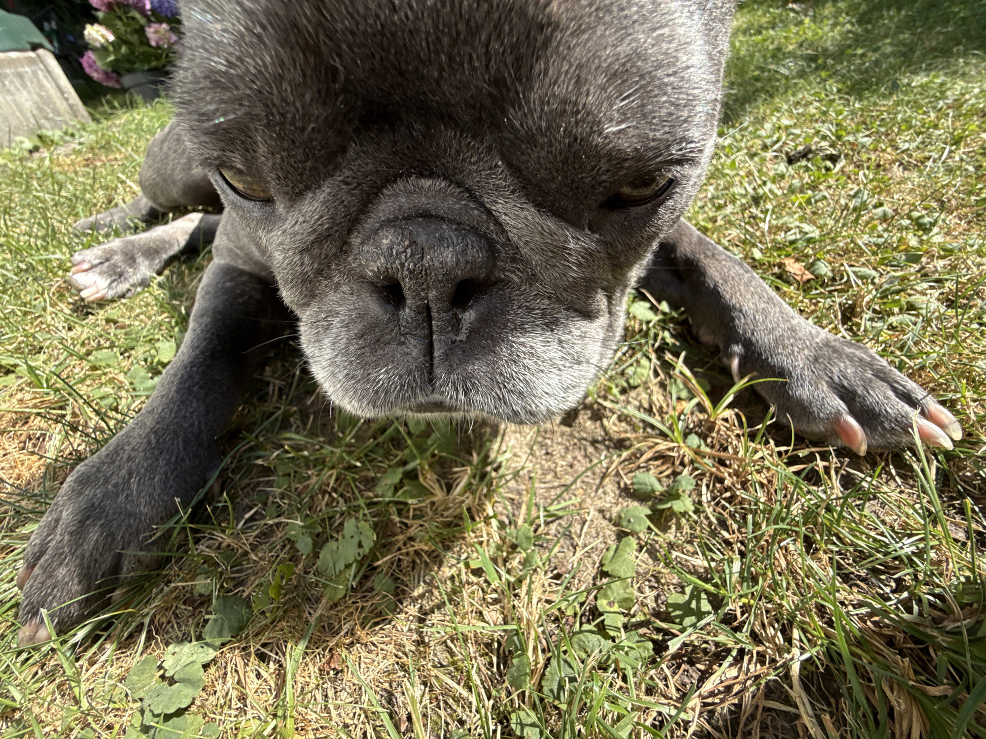 A close-up, low-angle shot captures a grey French bulldog lying on a grassy lawn, likely in the city of Bad Sachsa, Germany. The dog's face is the primary focus, with its nose and forehead filling much of the frame. The dog appears to be relaxed, with its front paws extended forward. Sunlight illuminates the scene, casting shadows and highlighting the textures of the dog's fur and the grass. In the upper left background, out-of-focus pink and purple flowers are visible in a planter, suggesting a garden setting. The ground is a mix of dry and green grass, with patches of exposed soil. The overall impression is one of a peaceful, outdoor moment with a pet.