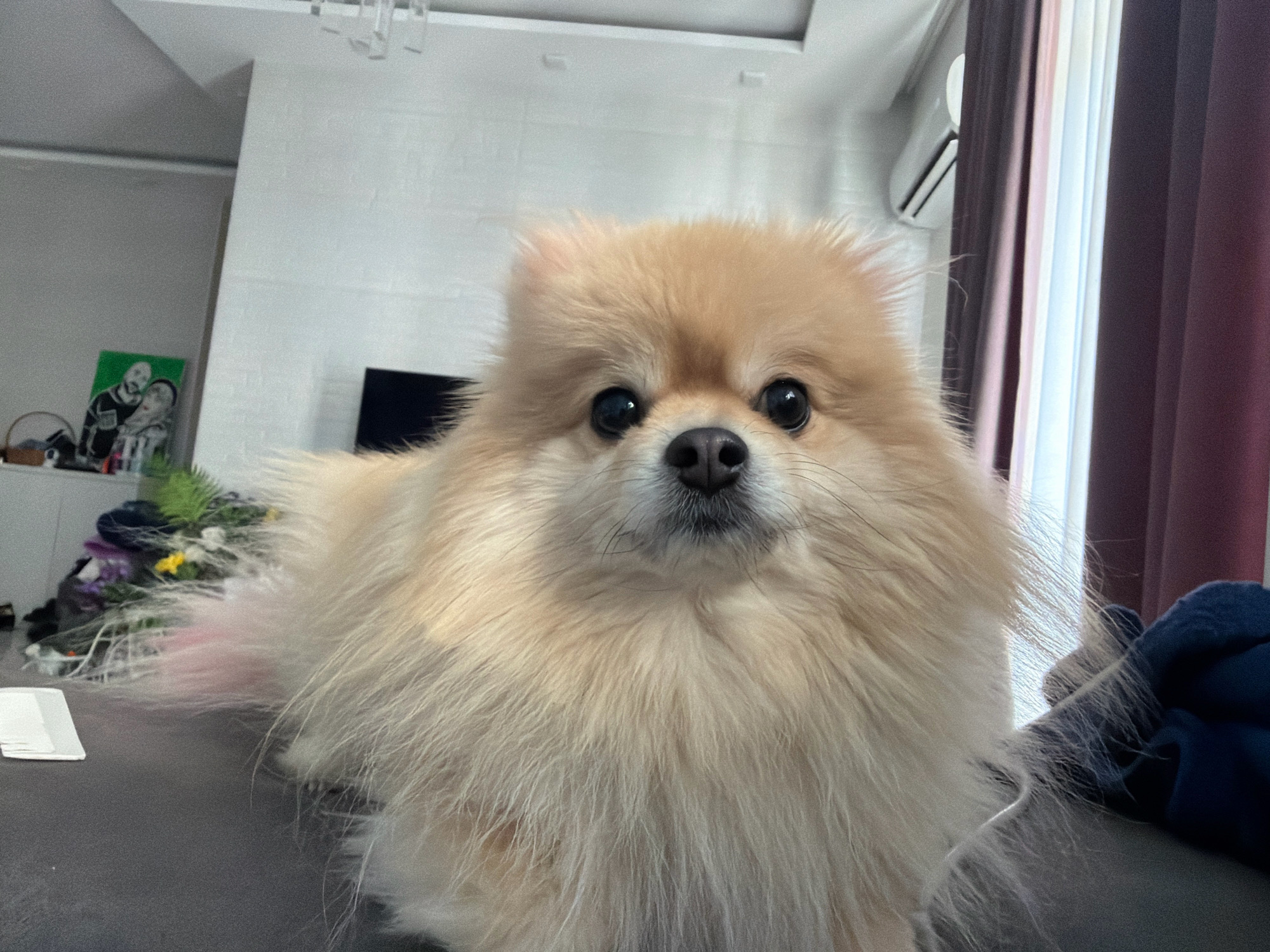 A Pomeranian dog with cream-colored fur is positioned in the foreground of the image, facing directly at the camera. The dog's head is large and fluffy, with dark, round eyes and a black nose. The background is blurred, but appears to be an indoor setting. To the left of the dog, there is a white wall with a piece of art depicting two people. Further to the left, a bookshelf or cabinet is visible, with some greenery on top. To the right of the dog, there are vertical curtains, partially obscuring a window. The dog is lying down on a dark surface, possibly a sofa or rug. The overall lighting suggests an indoor environment. There are no explicit indicators of the location being in Tbilisi, Georgia.
