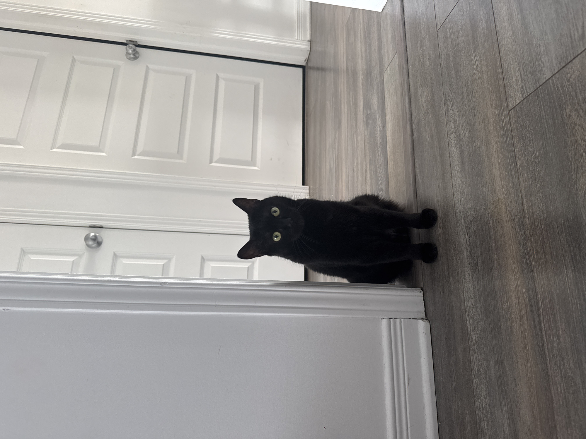A black cat with sleek, short fur and piercing green-yellow eyes sits attentively on a grey, wood-look floor. The cat is positioned in the foreground, facing directly towards the viewer with its front paws tucked beneath its body. Its ears are perked, indicating alertness.
The setting appears to be an indoor space. Behind the cat and to the left are two white doors, featuring recessed rectangular panel designs. Both doors have silver, round doorknobs. A white baseboard trim runs along the bottom of the doors, separating them from the flooring. In the immediate foreground, a wider piece of white architectural trim or wainscoting paneling is visible, suggesting a decorative wall element.
The image is rotated 90 degrees clockwise, creating a diagonal perspective where the floor extends from the bottom right towards the top left, and the doors run vertically along the left side of the frame when viewed upright. The scene is well-lit, but the time of day is not discernible. No text is visible in the image.
