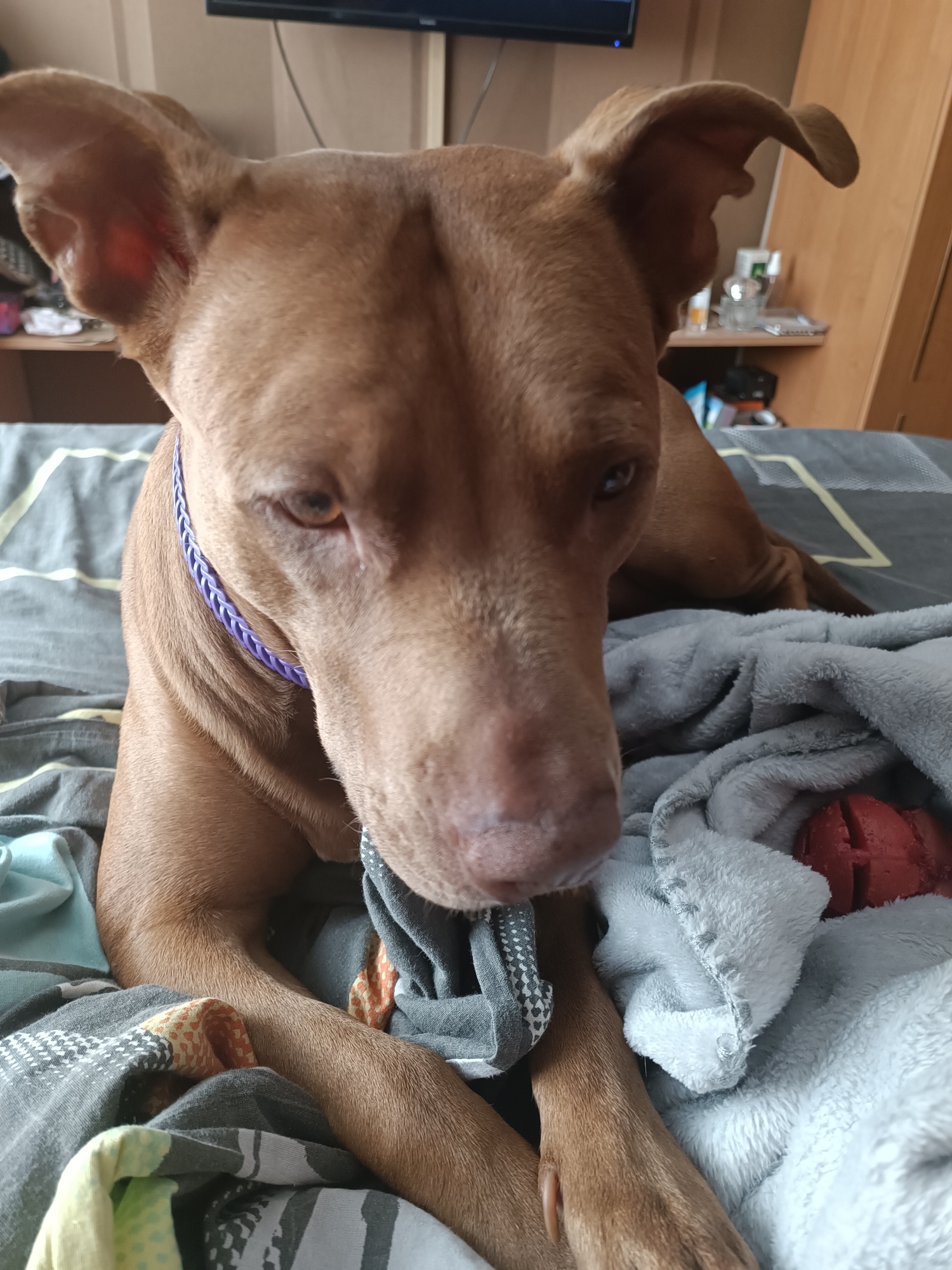 A brown dog with large floppy ears lies on a bed covered with grey and white striped bedding and a light grey blanket. The dog is wearing a purple braided collar. A red dog toy is partially visible under the blanket to the right of the dog. In the background, a shelf with various items is visible, and a black television screen is mounted on the wall above the shelf. The scene appears to be in an indoor setting, likely a bedroom. There is no indication of the location being in Zaporizhzhia, Ukraine.