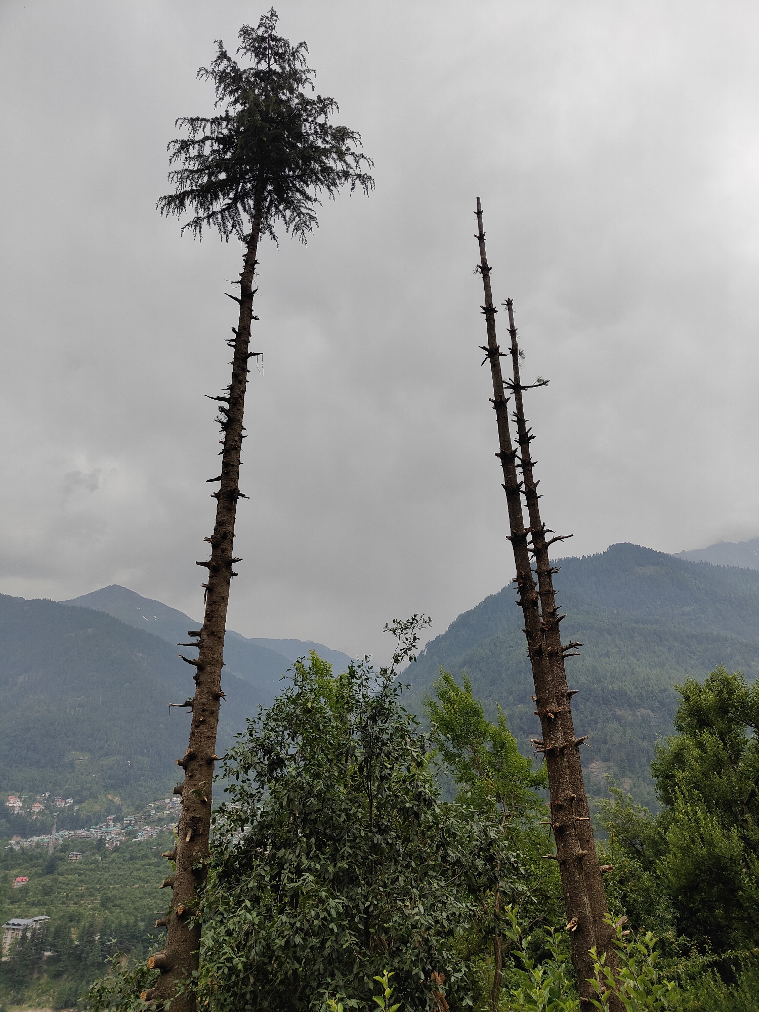 The image captures a view of two tall, thin trees against a cloudy sky. The tree on the left is topped with dense green foliage, while the tree on the right is bare, with only a few branches remaining. Both trees have numerous notches or cut marks along their trunks, suggesting they may have been trimmed or are dead. In the background, rolling green hills are visible, dotted with buildings that suggest a settlement, likely the town of Vashisht, India, given the context. The overall atmosphere is overcast and somewhat somber.