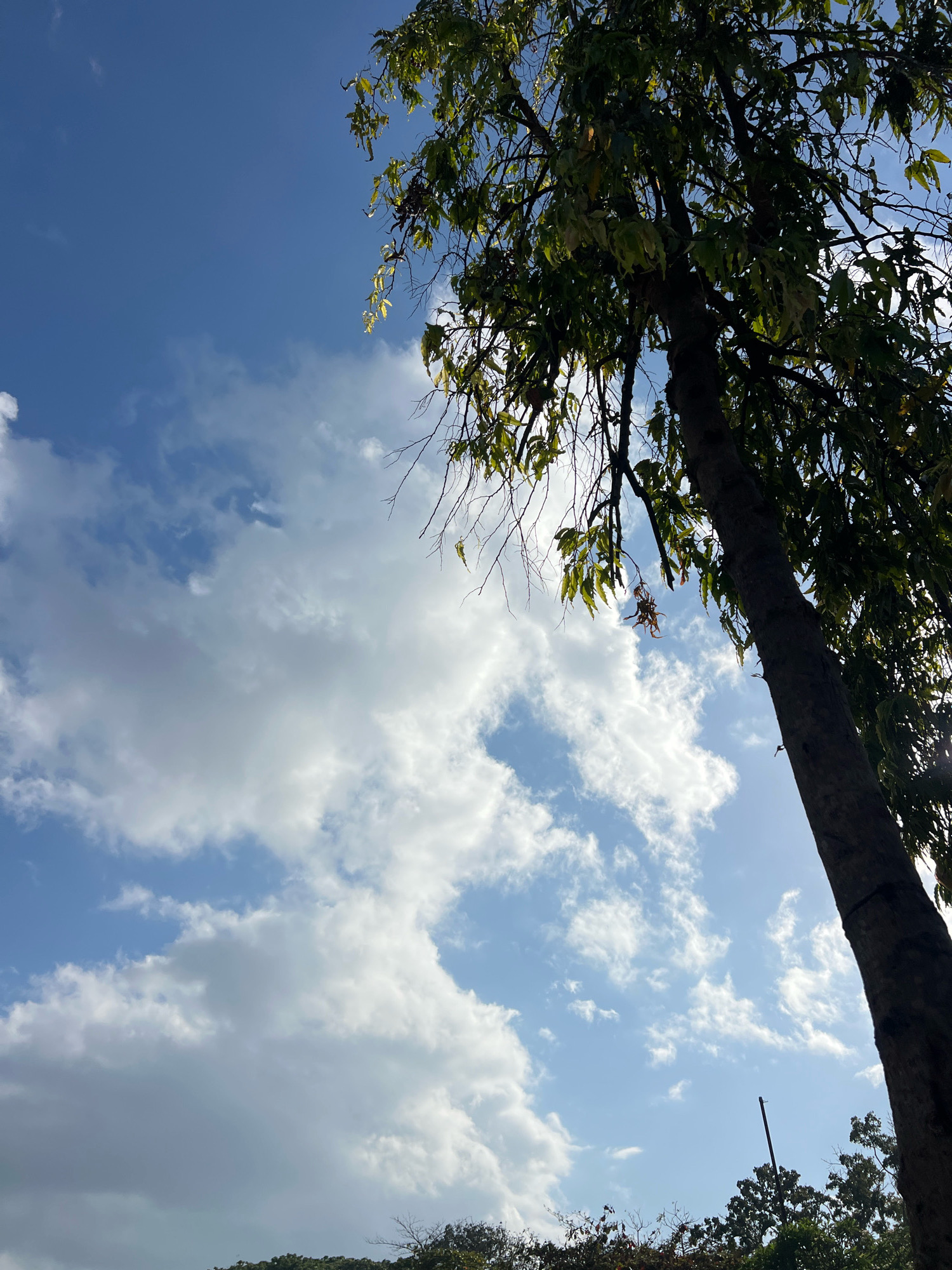 This is a medium shot, low-angle photograph taken outdoors on a sunny day in Denpasar, Indonesia. The frame is dominated by a bright blue sky with scattered white, fluffy clouds. A portion of a large tree trunk and its leafy branches occupy the right side of the image, extending from the bottom to the top. The tree's bark is dark and textured, and its green leaves are illuminated by sunlight. The background consists of more of the blue sky and clouds, with a hint of distant greenery visible at the very bottom of the frame. The scene is peaceful and natural, with no people or animals present.