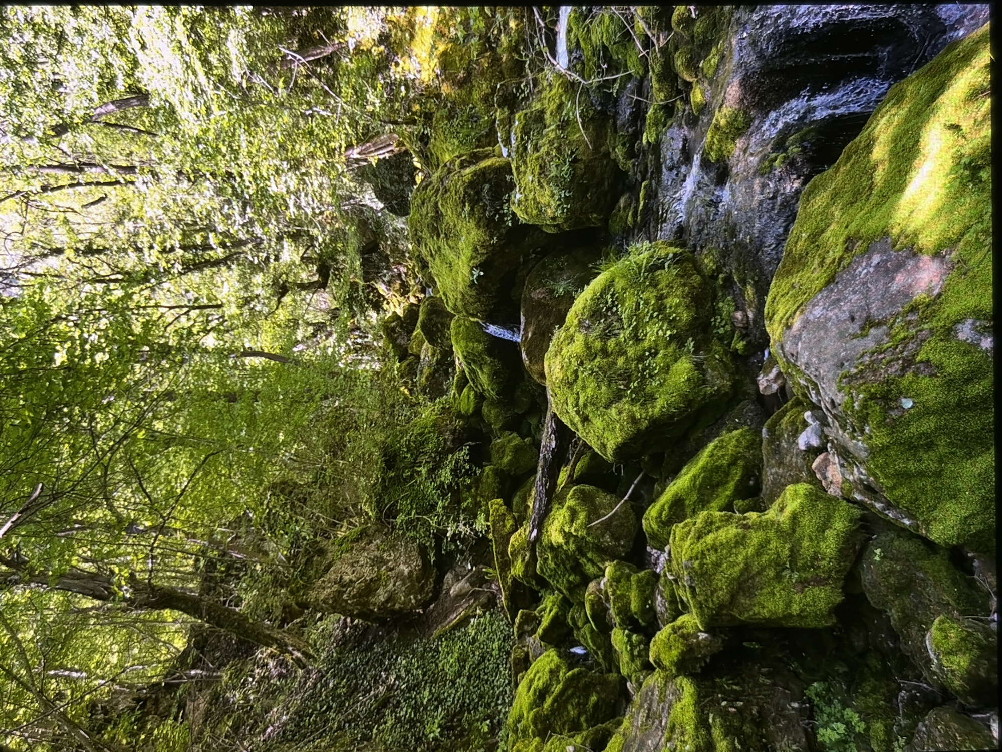 A forest stream flows through a rocky, moss-covered terrain. The rocks are densely covered in vibrant green moss, with some smaller plants growing on them. The stream is shallow, with clear water cascading over rocks and creating small waterfalls. The surrounding forest is lush and green, with sunlight filtering through the canopy, illuminating parts of the scene. The overall impression is one of a tranquil and natural environment.