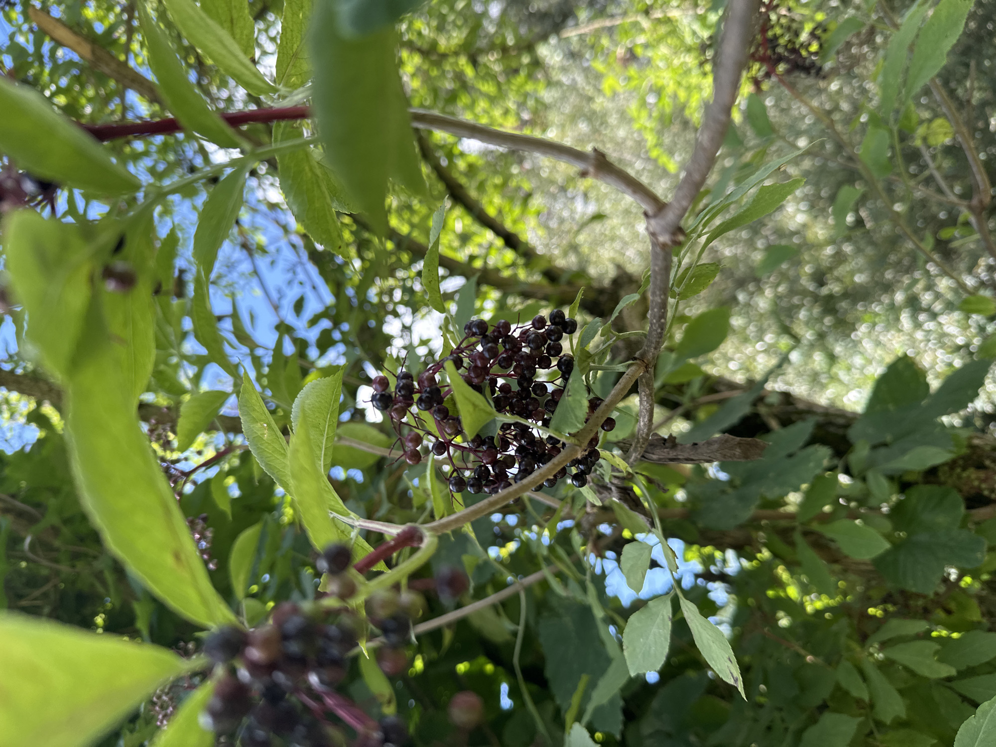The image is a close-up, low-angle shot of elderberries on a branch, with lush green leaves and a bright blue sky visible in the background. The berries are dark purple to black and clustered together. Sunlight filters through the leaves, creating bright highlights and dappled shadows. The overall impression is of a natural, outdoor setting, likely in a park or garden. There are no people or man-made structures in the image. The location is specified as the city of Minsk, Belarus.