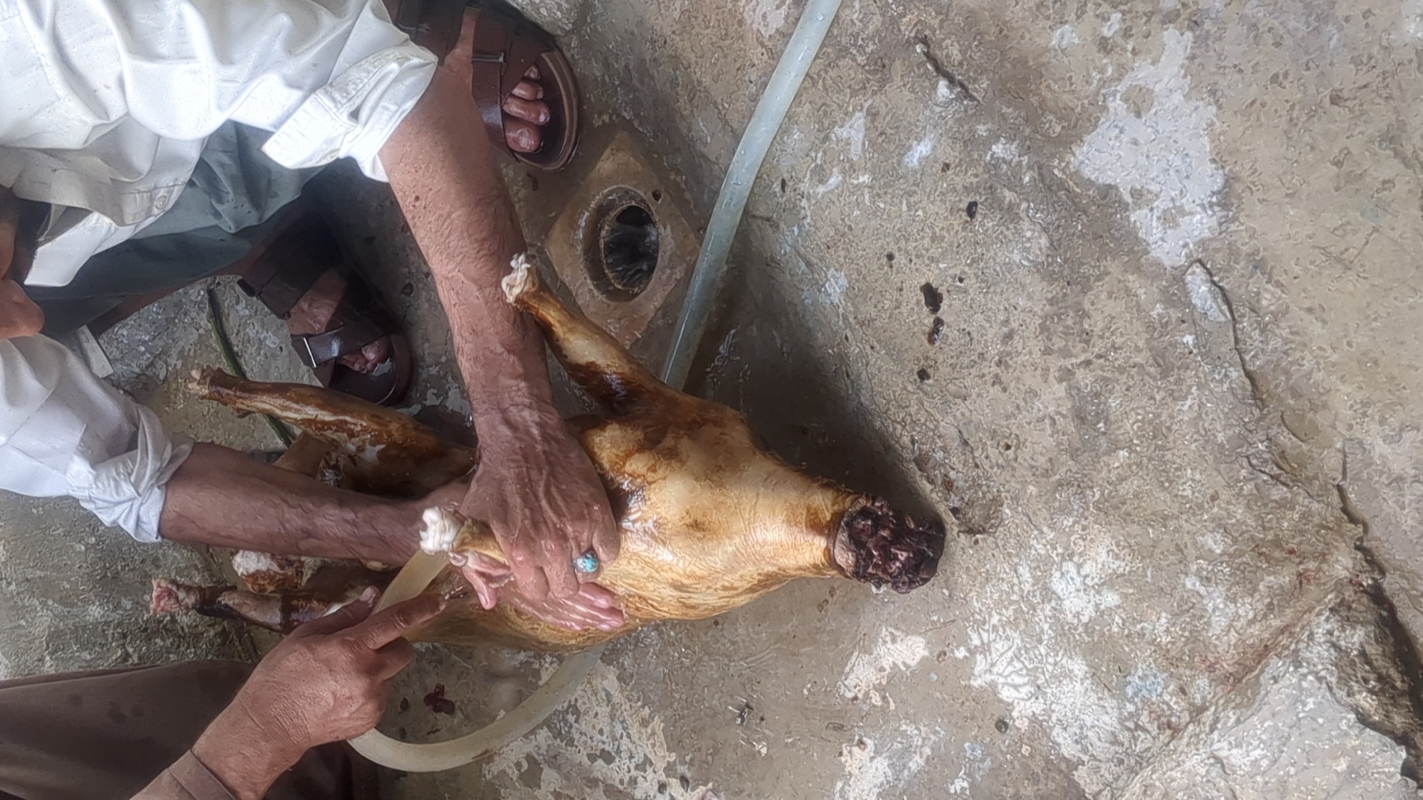 The image depicts a freshly slaughtered and skinned goat being cleaned. A man is holding the carcass with his hands while a clear hose directs water onto it. The goat is lying on a concrete surface next to a drain. The man is wearing sandals and light-colored clothing. The background suggests an outdoor setting with potentially rough or unfinished concrete surfaces. The location is possibly in Quetta City Tehsil, Pakistan.