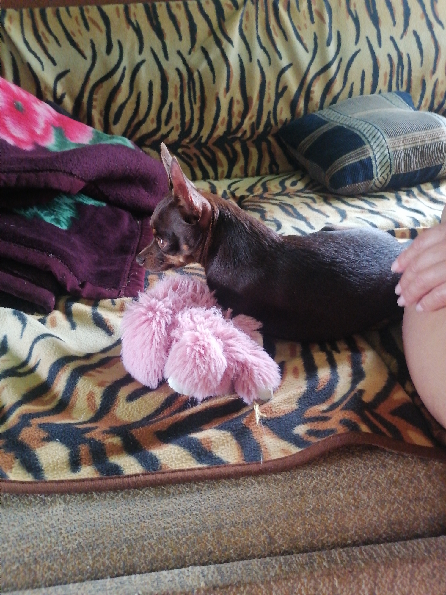 A small, brown dog with large ears lies on a tiger-striped blanket on a sofa in Novopokrovka, Russia. Next to the dog is a fluffy pink toy. To the dog's left are purple and pink blankets. A patterned pillow is visible in the upper right corner. A person's hand is resting on the dog's back. The background of the sofa also has a tiger-striped pattern.