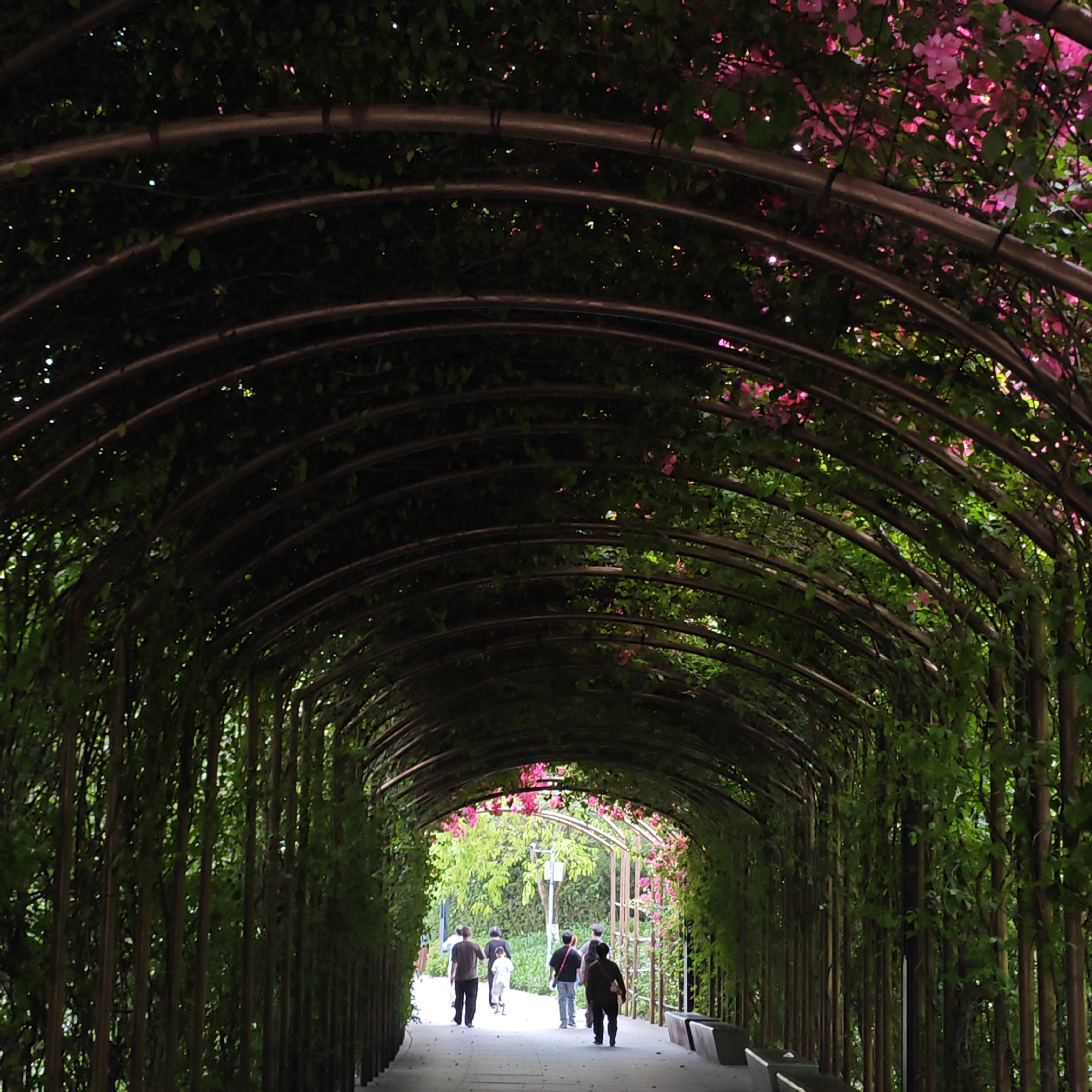 The image depicts a tunnel-like structure in a park, presumably in the Yuzhong District of China, based on the prompt. The tunnel is formed by a series of arching metal frames, completely covered in dense green vines and punctuated by vibrant pink bougainvillea flowers, primarily towards the top. The structure creates a natural corridor, with a paved pathway running through it. Several people are walking along the path, moving away from the viewer and towards the light at the far end of the tunnel. A cyclist is also visible in the distance. Benches line the sides of the path inside the tunnel. The overall environment suggests a serene and verdant recreational area.
