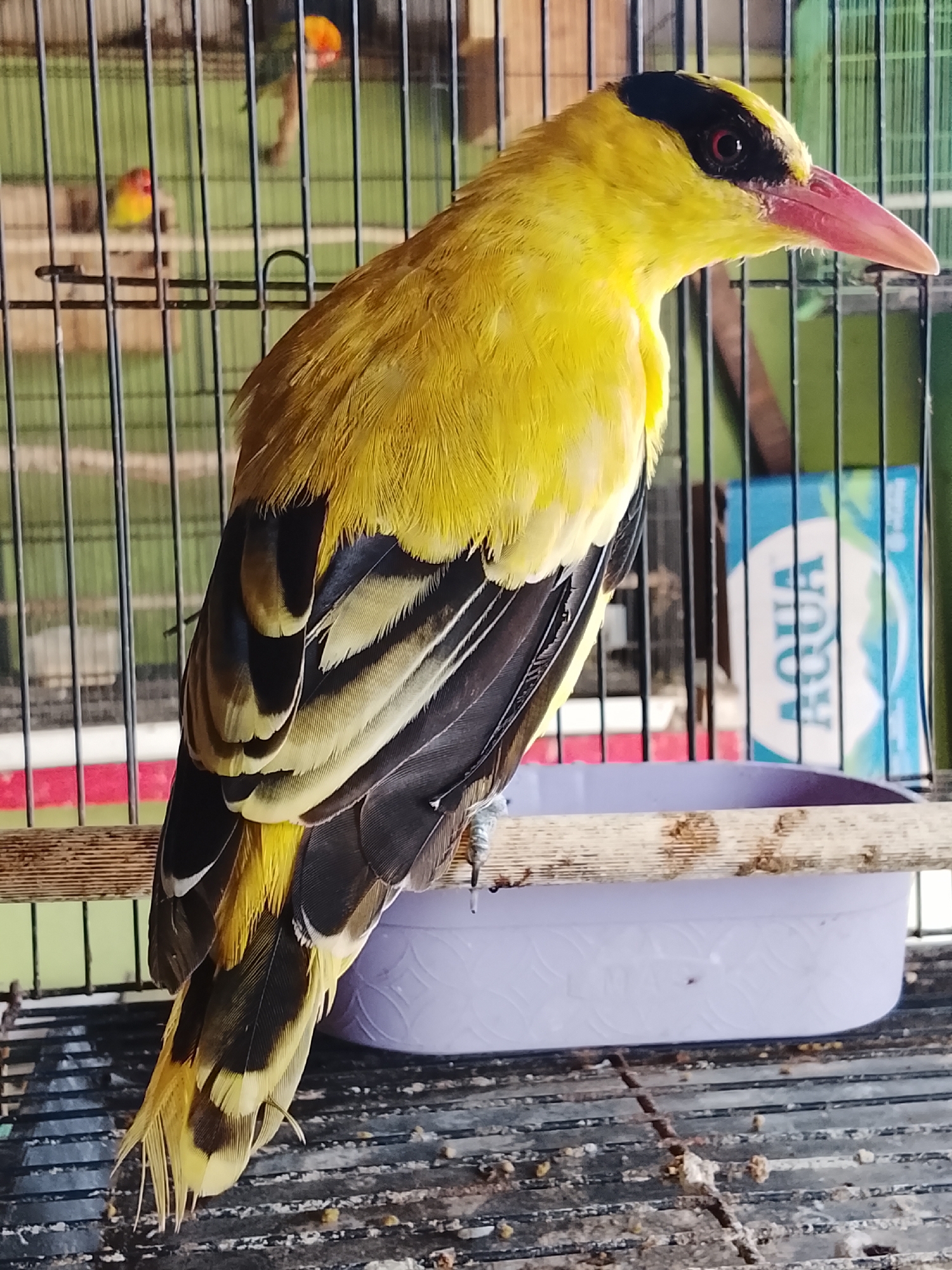 In the city of Kuta Trieng, Indonesia, a bright yellow bird with a black cap and a pink beak is perched on a wooden dowel inside a birdcage. The bird is facing to the right, its body angled towards the viewer. Its wings are partially visible, displaying a pattern of black and yellow feathers. In the background, other birds are visible through the cage bars, and a blue carton with "AQUA" written on it is positioned behind the main subject. The cage floor appears to be made of metal grating, with some debris scattered on it. The overall environment suggests an aviary or a pet shop setting.
