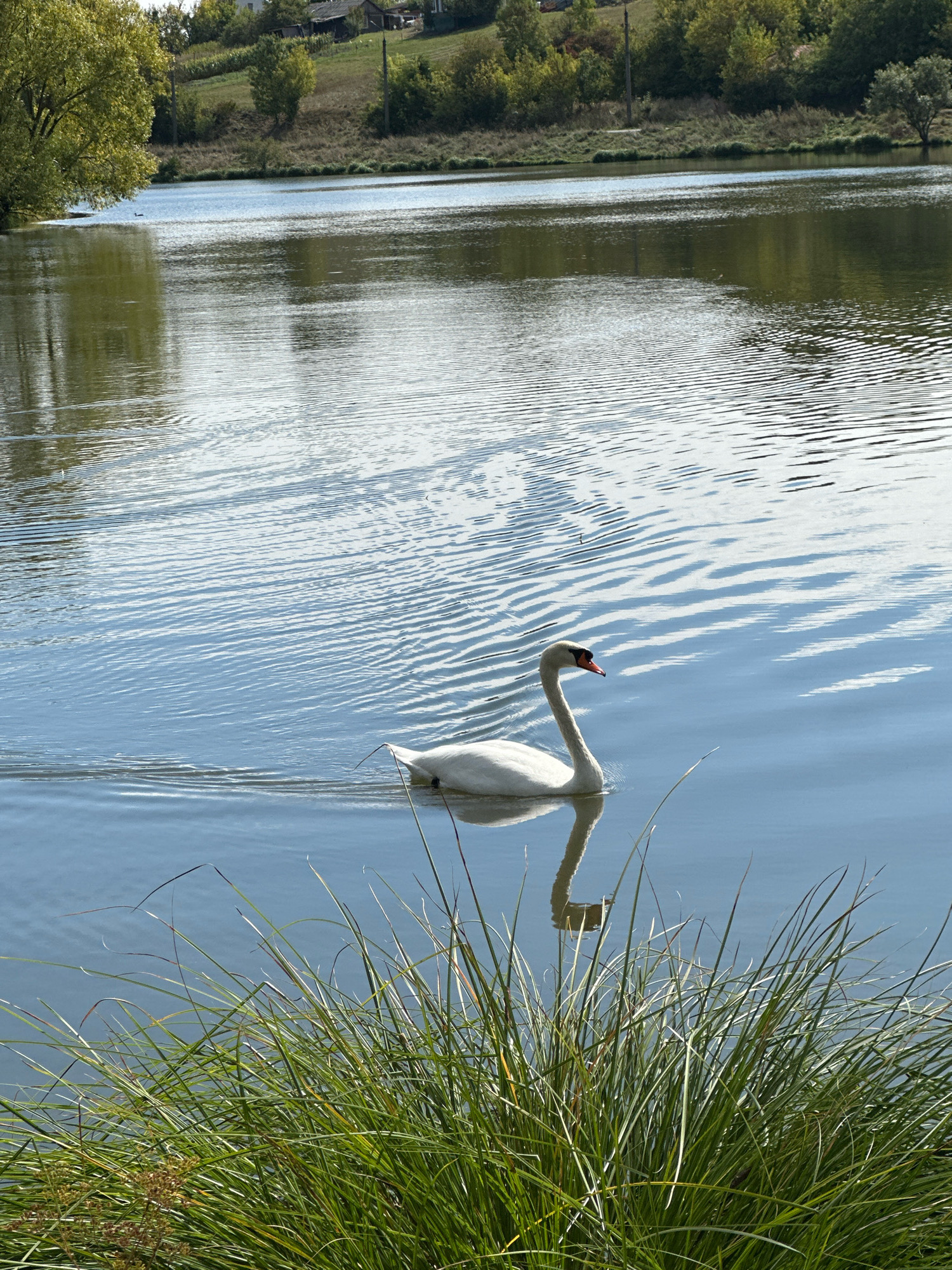 A single white swan glides across a calm lake on a clear day. The swan is positioned in the center-right of the frame, its neck gracefully curved and its beak pointed towards the left. Its reflection is visible in the water below, creating a symmetrical image. The lake's surface is rippled, with sunlight reflecting off the water, creating a shimmering effect. In the foreground, tall green grass and some dried foliage line the bank of the lake, partially obscuring the view. In the background, rolling hills covered in trees and some scattered houses can be seen, suggesting a rural setting. The overall scene conveys a sense of tranquility and natural beauty. The location in the city of Makiv, Ukraine, is not discernible from the image itself.