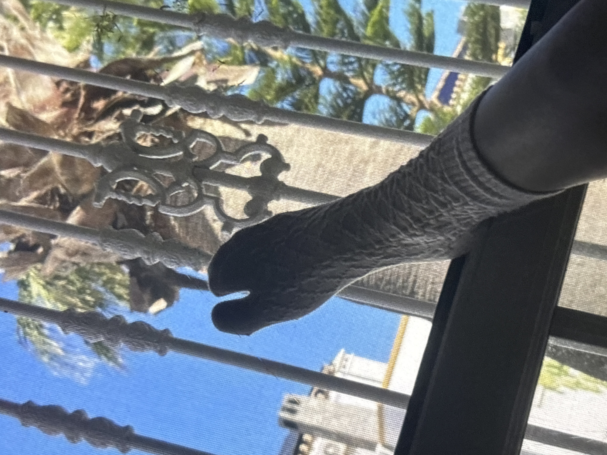 A person's leg, wearing a grey tabi sock, is visible from the knee down. The leg is resting on a dark horizontal surface, possibly a windowsill. In the background, seen through a barred window and a light-colored screen, are buildings and palm trees against a clear blue sky. One building is white with a flat roof and multiple rectangular chimneys. Another building, further in the distance, has a blue tiled roof. The scene appears to be outdoors in a sunny, urban environment, potentially in Orihuela, Spain, suggested by the architecture and vegetation.