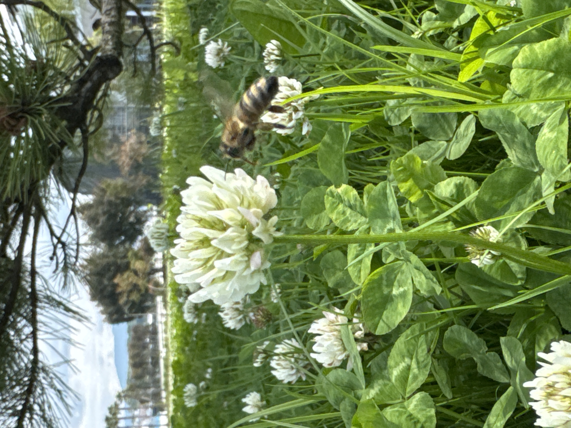 A bee is hovering near a white clover flower in a grassy field. A pine tree is visible on the left, and buildings are discernible in the background. The location is within the city of Sirius, Russia.