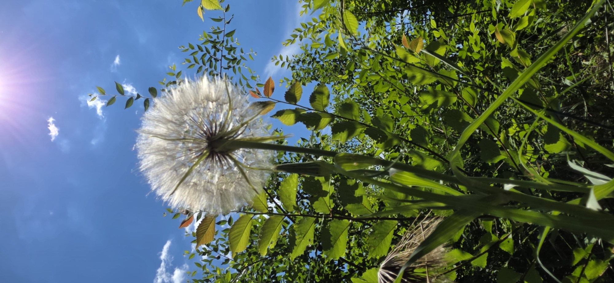 A low-angle, vertical shot captures a large, fluffy dandelion seed head set against a bright blue sky with wispy white clouds. The sun is visible in the upper right corner, casting a soft glow and lens flare. Green foliage surrounds the dandelion, with some leaves in the foreground and more densely packed trees in the background. The image appears to be taken outdoors in a natural environment, possibly a park or garden. No people or specific urban landmarks are visible. The scene evokes a feeling of nature and a sunny day. The context of Kryvyi Rih, Ukraine is not discernible from the image alone.