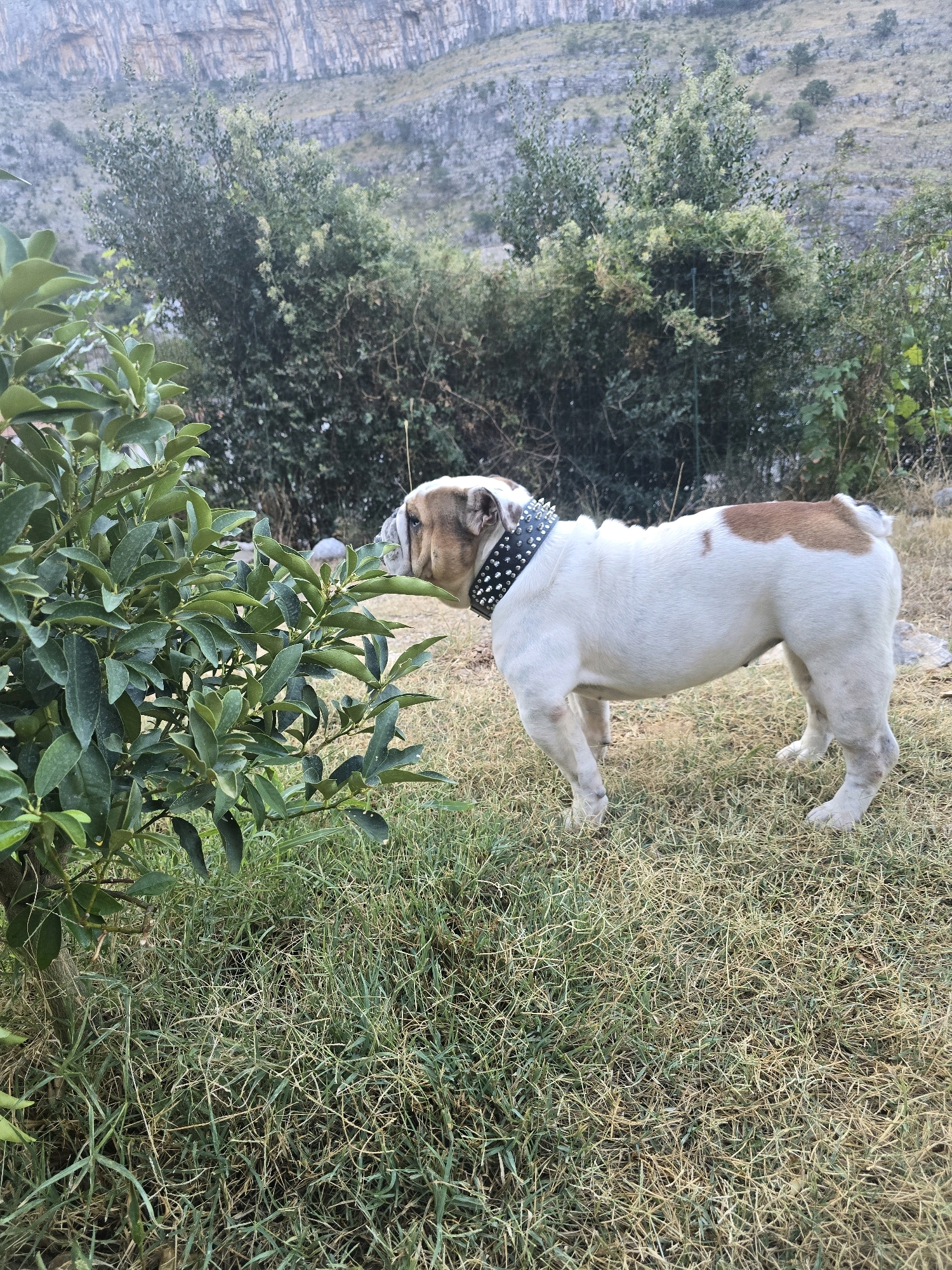 An English bulldog with white and brown markings and a spiked collar stands on dry grass in an outdoor environment. The dog is facing to the left and appears to be sniffing at a leafy green bush. In the background, there are more bushes and trees, with a steep, rocky hillside rising behind them. The sky is not visible. The scene is set in an unspecified outdoor location, possibly in a rural or mountainous area.
