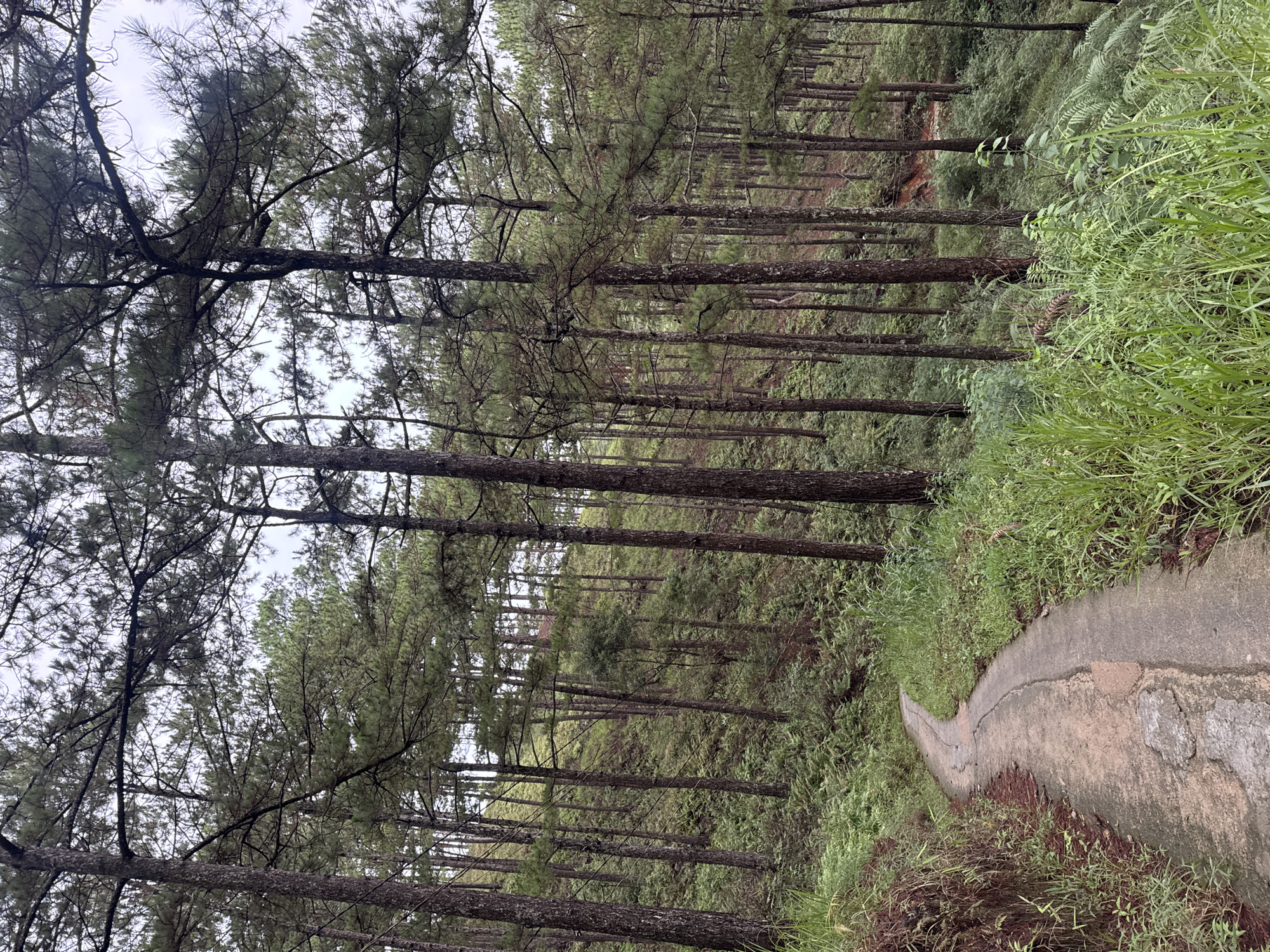 The image shows a forest scene with tall, thin trees lining a concrete pathway. The trees have sparse foliage near the top and dense trunks. The pathway, gray in color, curves and appears aged with visible cracks and patches. Grass and ferns grow along the path's edge, adding to the natural setting. The view is upward towards the sky. The photograph was taken in Da Lat, Vietnam.
