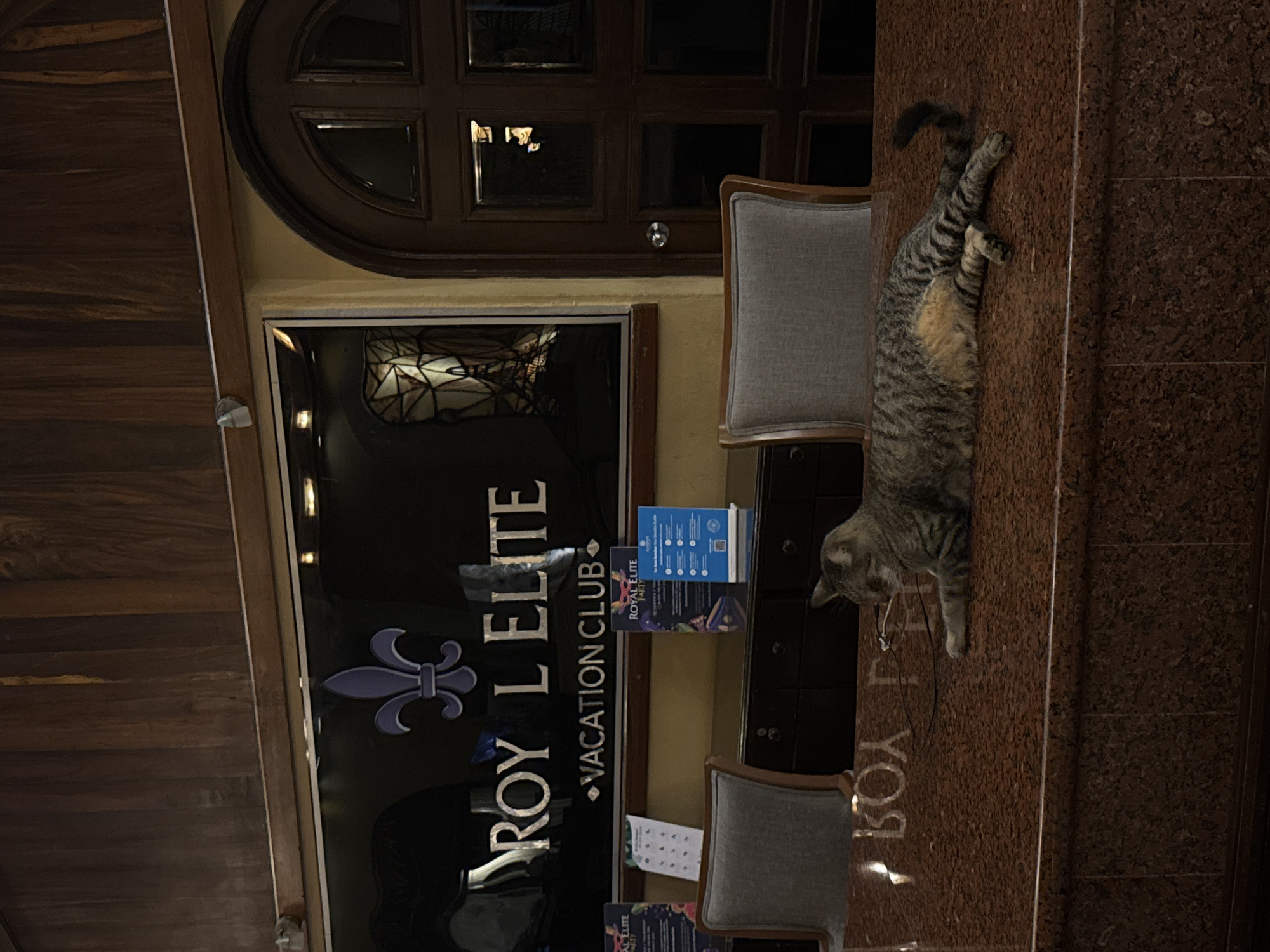 The image captures the interior of what appears to be the Royal Elite Vacation Club in Playa del Carmen, Mexico. A gray tabby cat is reclining on a countertop, possibly made of marble or a similar material. The cat is the primary subject and is positioned near a pair of gray, upholstered chairs. Behind the chairs is a promotional display or sign for the Royal Elite Vacation Club. The background features dark wood paneling with a door or decorative window element. The environment is well-lit, suggesting an interior space, likely a lobby or reception area.