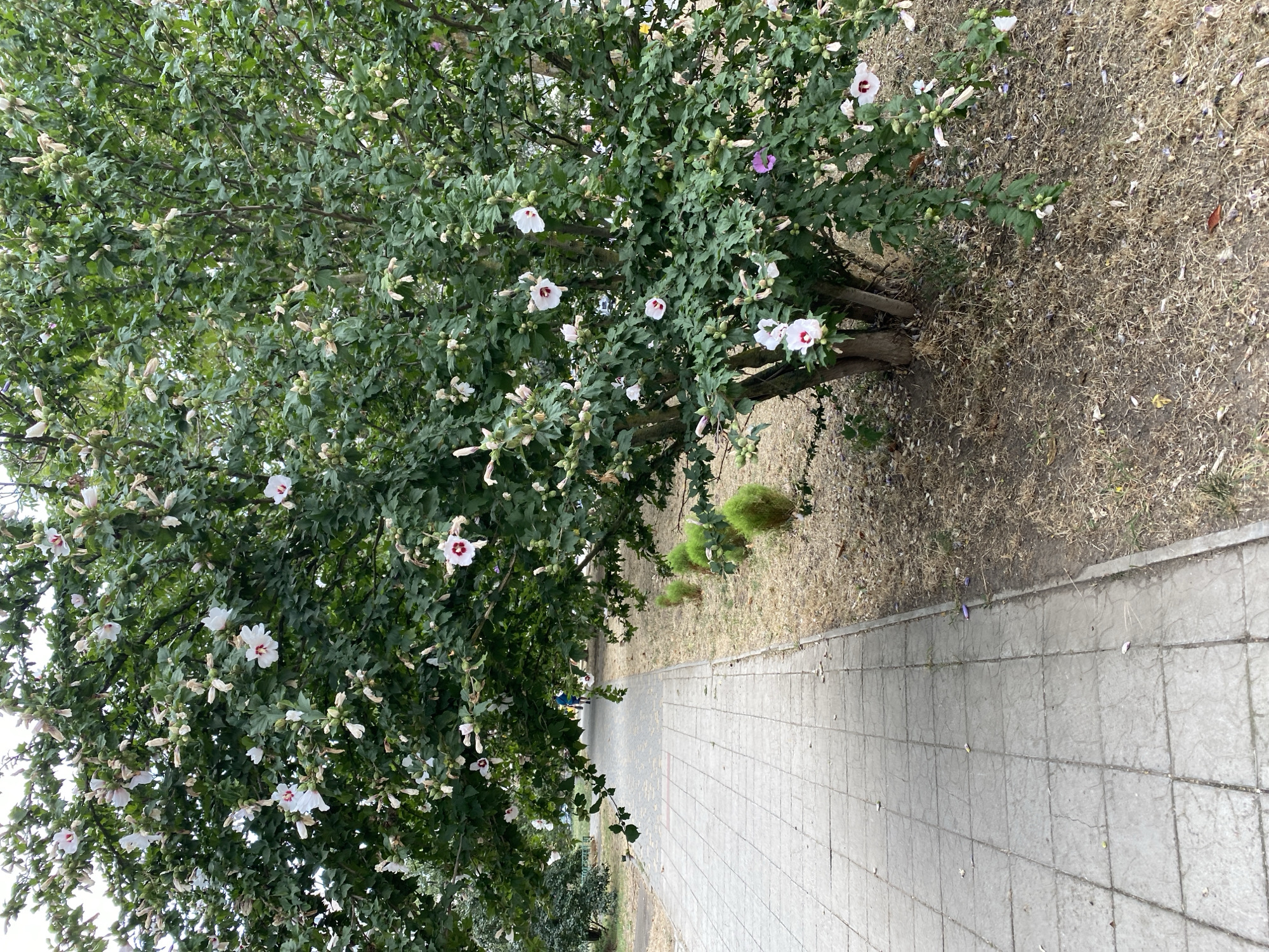 The image depicts an outdoor scene in the city of Chornomorsk, Ukraine. A paved pedestrian walkway, constructed from square concrete tiles, runs along the left side of the frame. To the right of the walkway, a large shrub with green leaves and white and pink flowers is in bloom. The ground beneath the shrub is covered with dry grass and fallen leaves. In the background, a few small, manicured bushes are visible. Further in the distance, a person wearing a blue shirt and shorts is walking away from the camera on the walkway. The sky is overcast. The overall impression is of a park or public space on a cloudy day.