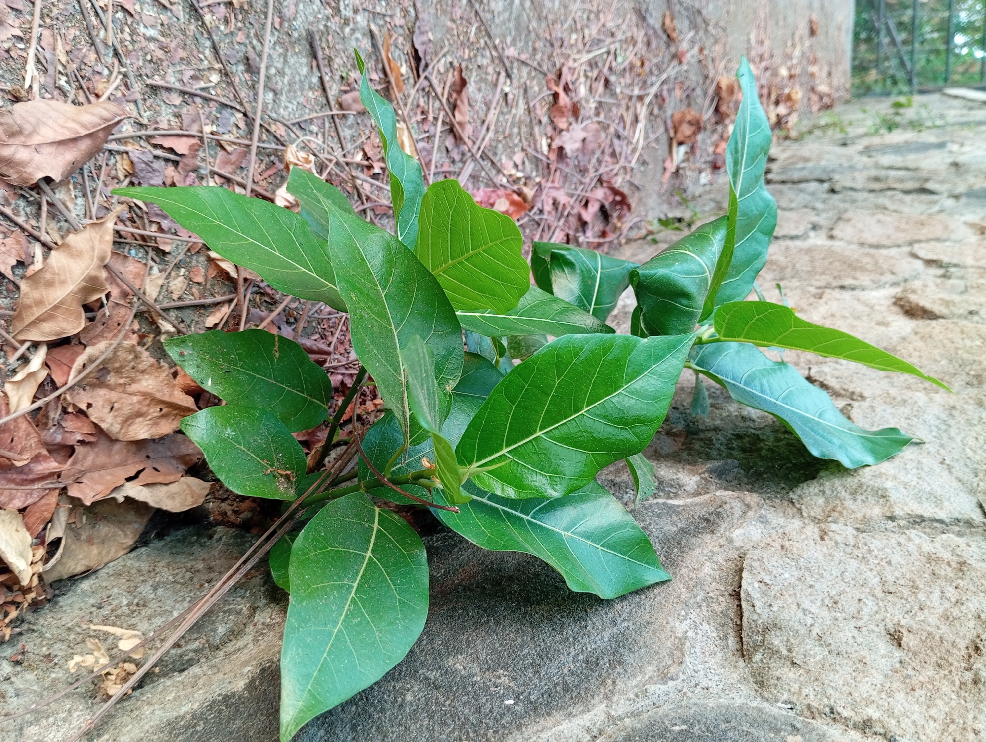 In Karang Jati, Indonesia, a cluster of vibrant green leaves emerges from a thin stem, nestled against the rough, grey texture of a stone wall. The leaves are broad and ovate, with prominent veins that create an intricate pattern. A few dried, brown leaves lie scattered on the ground around the base of the plant, along with thin twigs and a dirt path. The wall appears to be part of an outdoor structure, possibly a garden or pathway. The lighting suggests it is daytime, with shadows cast on the wall by the plant.