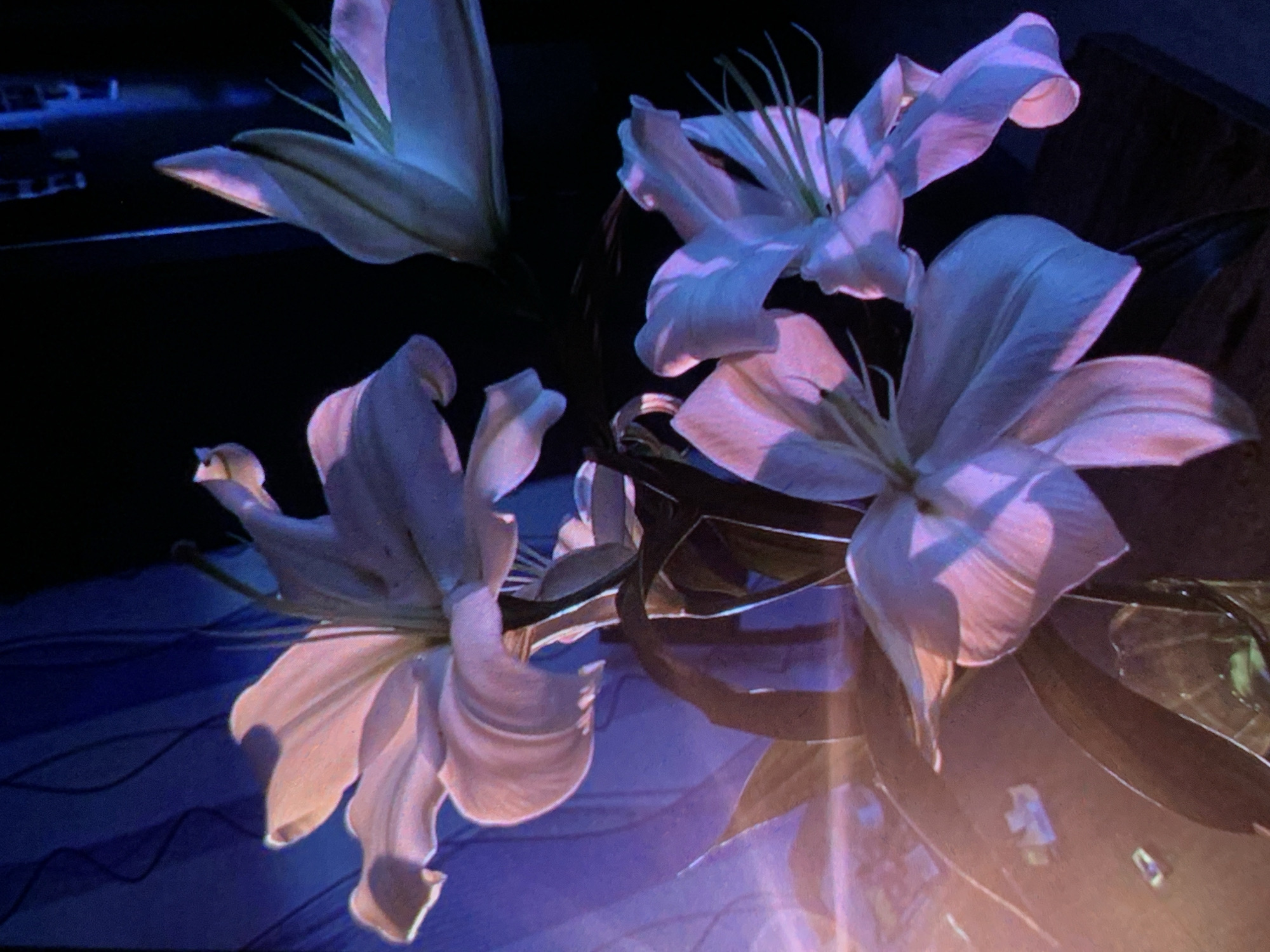 The image shows a close-up of several white lilies with pink and blue lighting. The lighting creates shadows and highlights on the petals, giving them a dramatic and ethereal appearance. Some of the lilies are fully bloomed, while others are still in bud. The background is dark and out of focus, with hints of blue and purple light. There are no people or animals visible in the image. The location in the city of Nizhny Tagil, Russia is not discernible from the image.