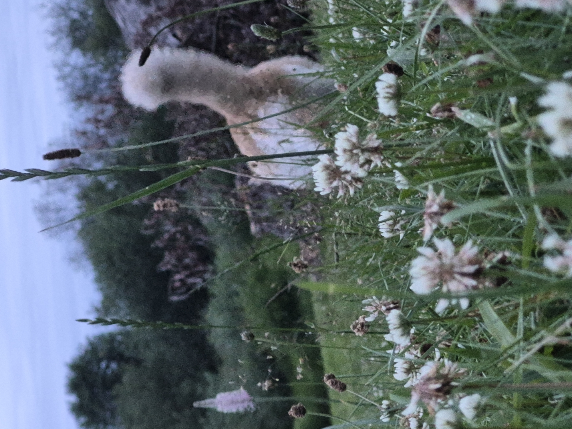 This is a photograph taken outdoors in a grassy area with scattered clover flowers and tall grass. In the background, there are trees and a cloudy sky. A light-colored fluffy object, possibly an animal's tail, is visible among the plants, partially obscured by the foliage. The overall lighting suggests it is early morning or late evening. The scene is located in the city of Sooblase, Estonia.
