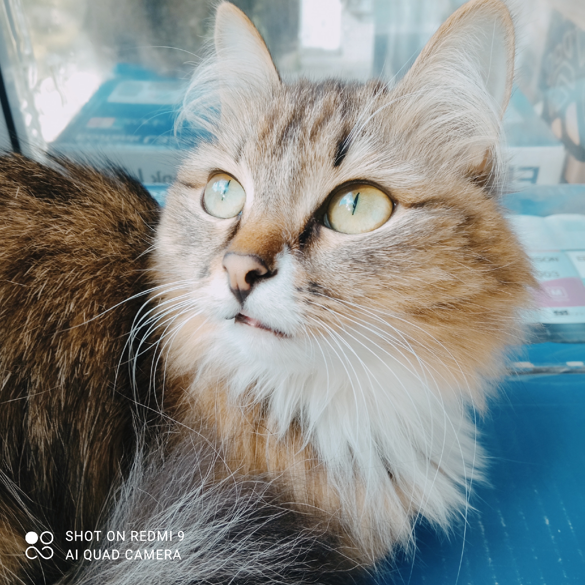 The image is a close-up, portrait-style photograph of a long-haired cat with striking green eyes. The cat has a tabby pattern with brown and lighter brown fur, with a white ruff around its neck and chest. Its whiskers are prominent and white. The cat is looking slightly upwards and to the left, with its mouth slightly open, revealing a hint of its pink tongue. The background is blurred and appears to be a bright, possibly outdoor setting, with a blue surface in the foreground and a reflective, out-of-focus background that suggests glass or a window. The lighting is soft, and the image has a slightly warm tone. The overall emotion conveyed is one of gentle curiosity or slight surprise from the cat.
Visible text in the lower left corner of the image reads "SHOT ON REDMI 9 AI QUAD CAMERA". This indicates the device used to capture the photograph. No other text is clearly discernible. The setting and cat's fur suggest it might be a warm day, given the cat's relaxed posture and the brightness of the light. The blue surface could be furniture or an outdoor element. The reflection in the background could indicate the cat is indoors near a window looking outside, or perhaps in a vehicle. The exact time of day and weather conditions are not explicitly stated but are implied by the lighting.