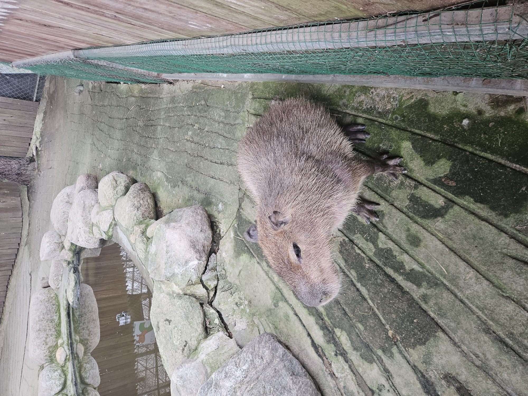 A capybara is resting on a wooden platform next to a small rock-lined pool. The capybara, a large rodent, is facing to the right and appears to be relaxed. Its fur is a light brown color, and its eyes are closed. The wooden platform is old and weathered, with some areas showing signs of wear and tear. The pool is filled with murky water and surrounded by smooth, grey rocks. In the background, a green mesh fence runs along the top of the platform. The overall scene suggests an outdoor enclosure, possibly at a zoo or animal sanctuary. There is no visible text in the image. The lighting suggests it is daytime.